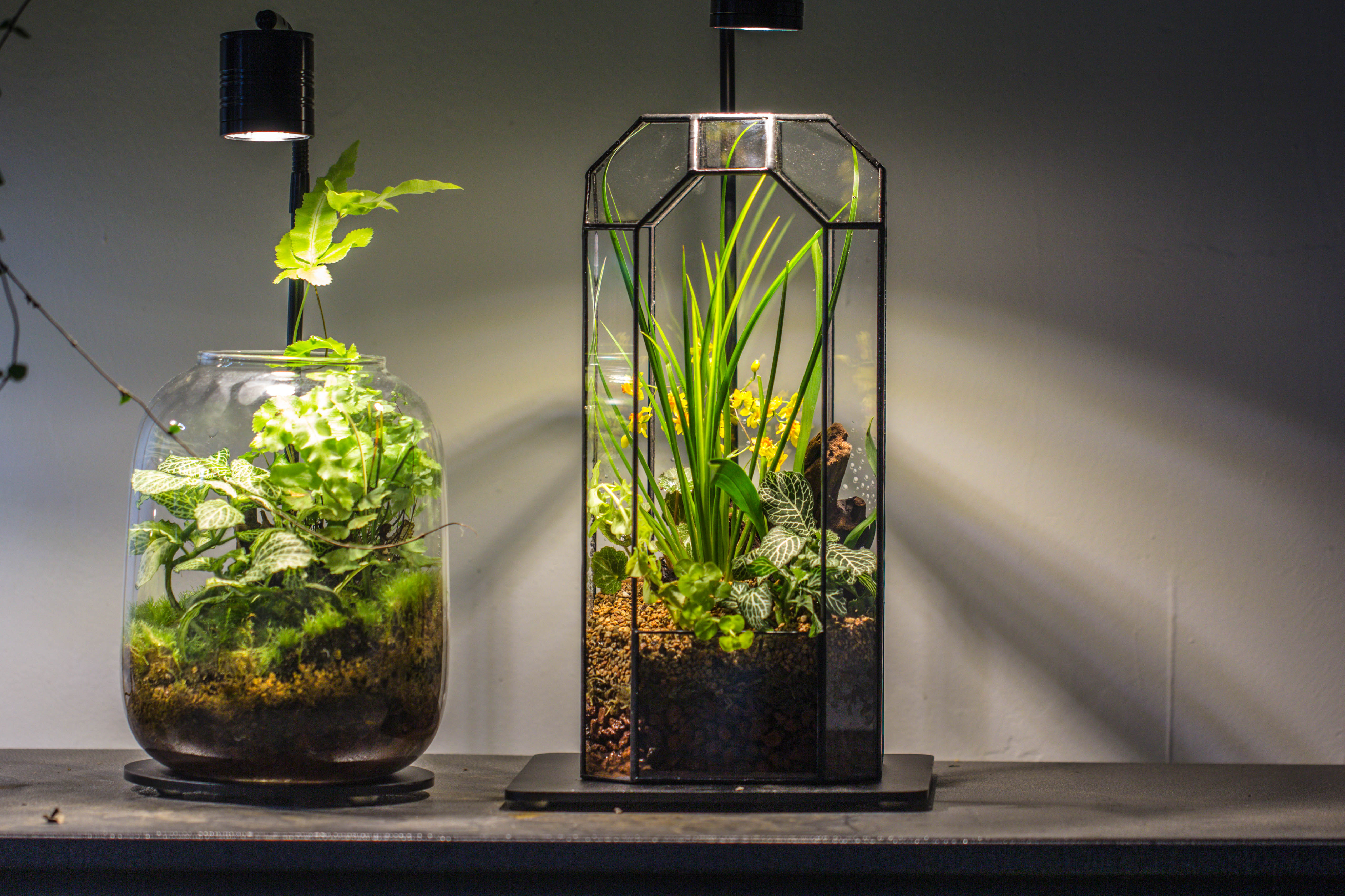 5W Warm White Black LED Grow Light adjustable with Black Matte Stand, or terrarium, moss, shade plants, Multi Size Available customizable    -39cm / 15.4 - NCYPgarden