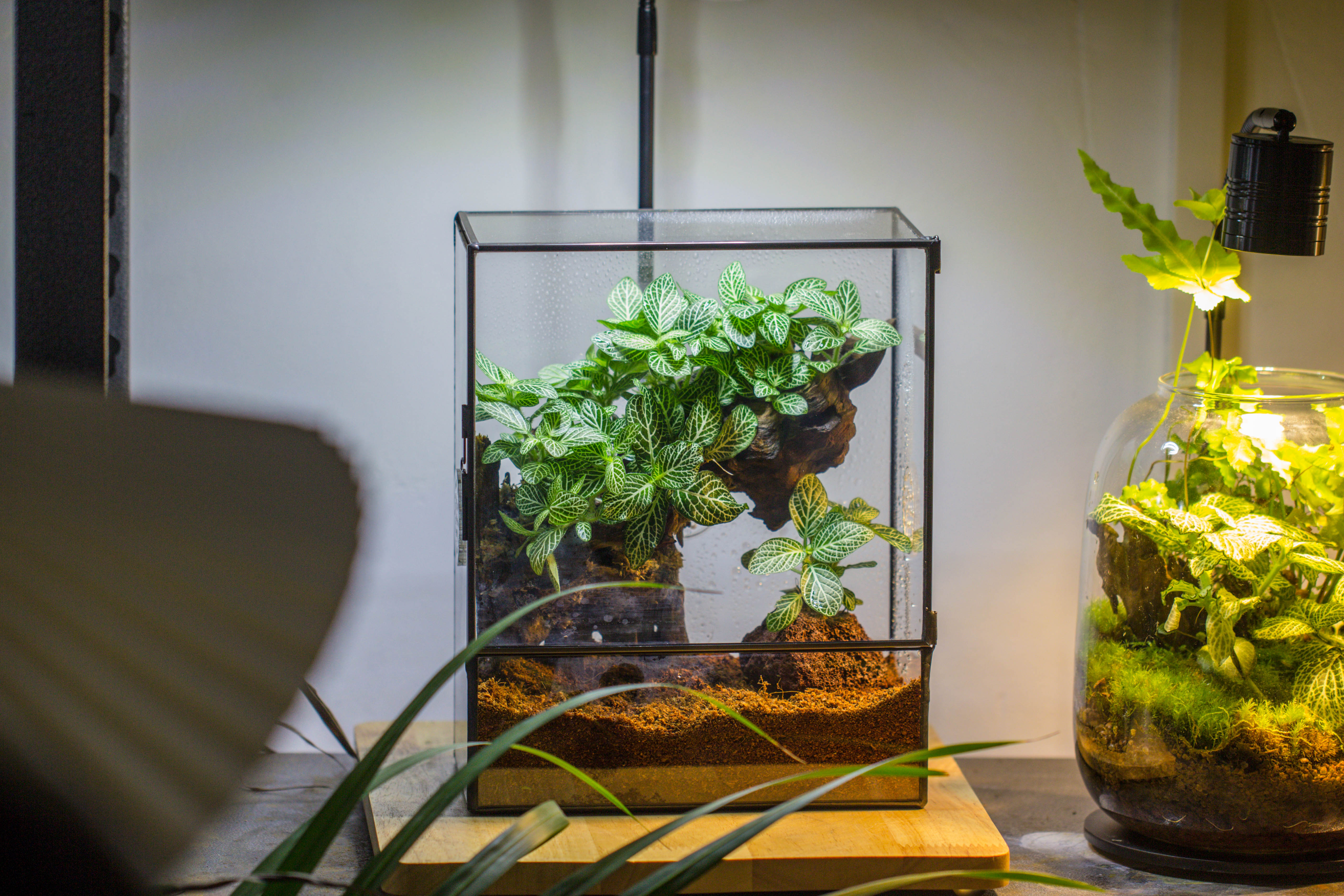 Handmade Close Glass Terrarium with Vents, with LED Grow Light Set, FOR insects, bugs - NCYPgarden