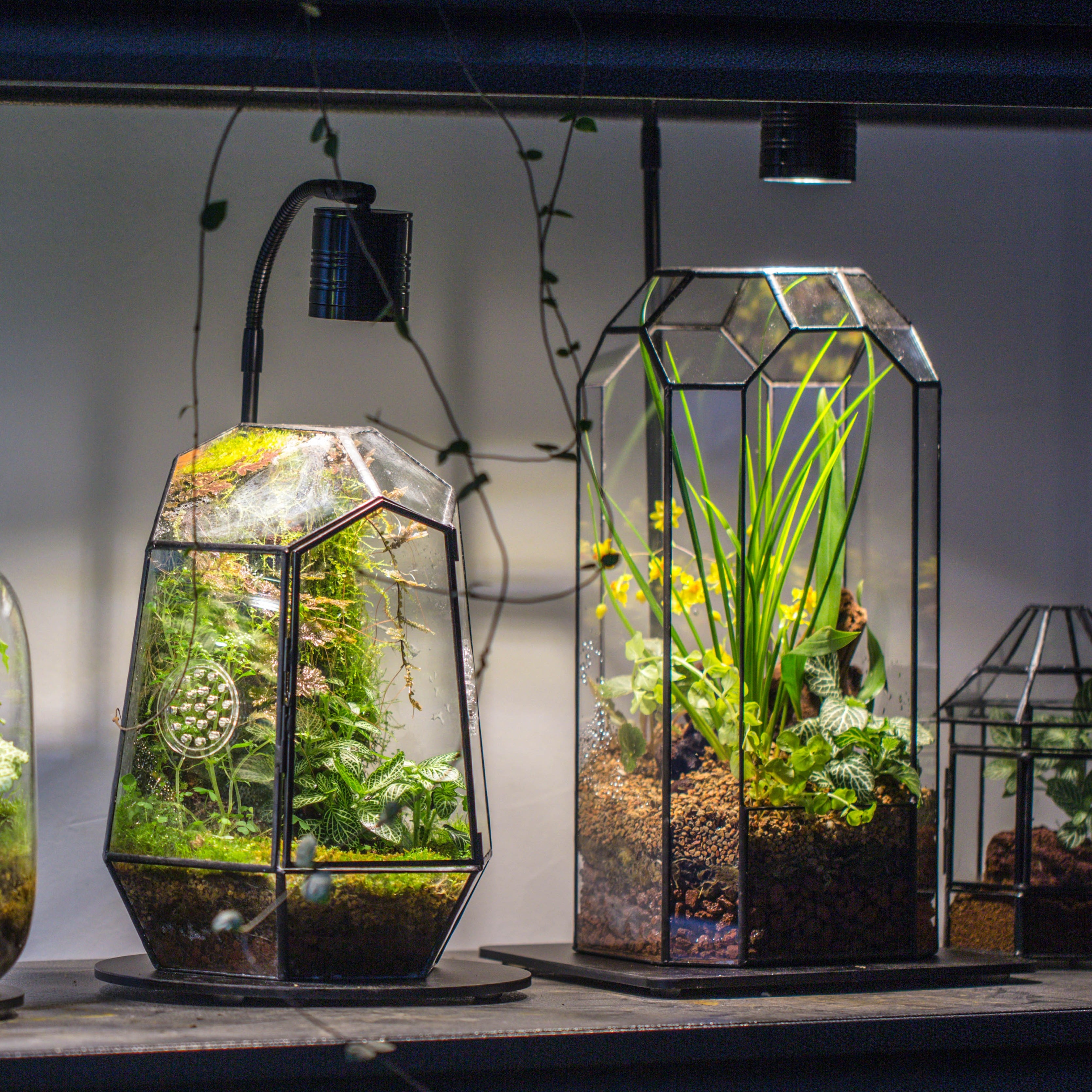 5W Warm White Black LED Grow Light adjustable with Black Matte Stand