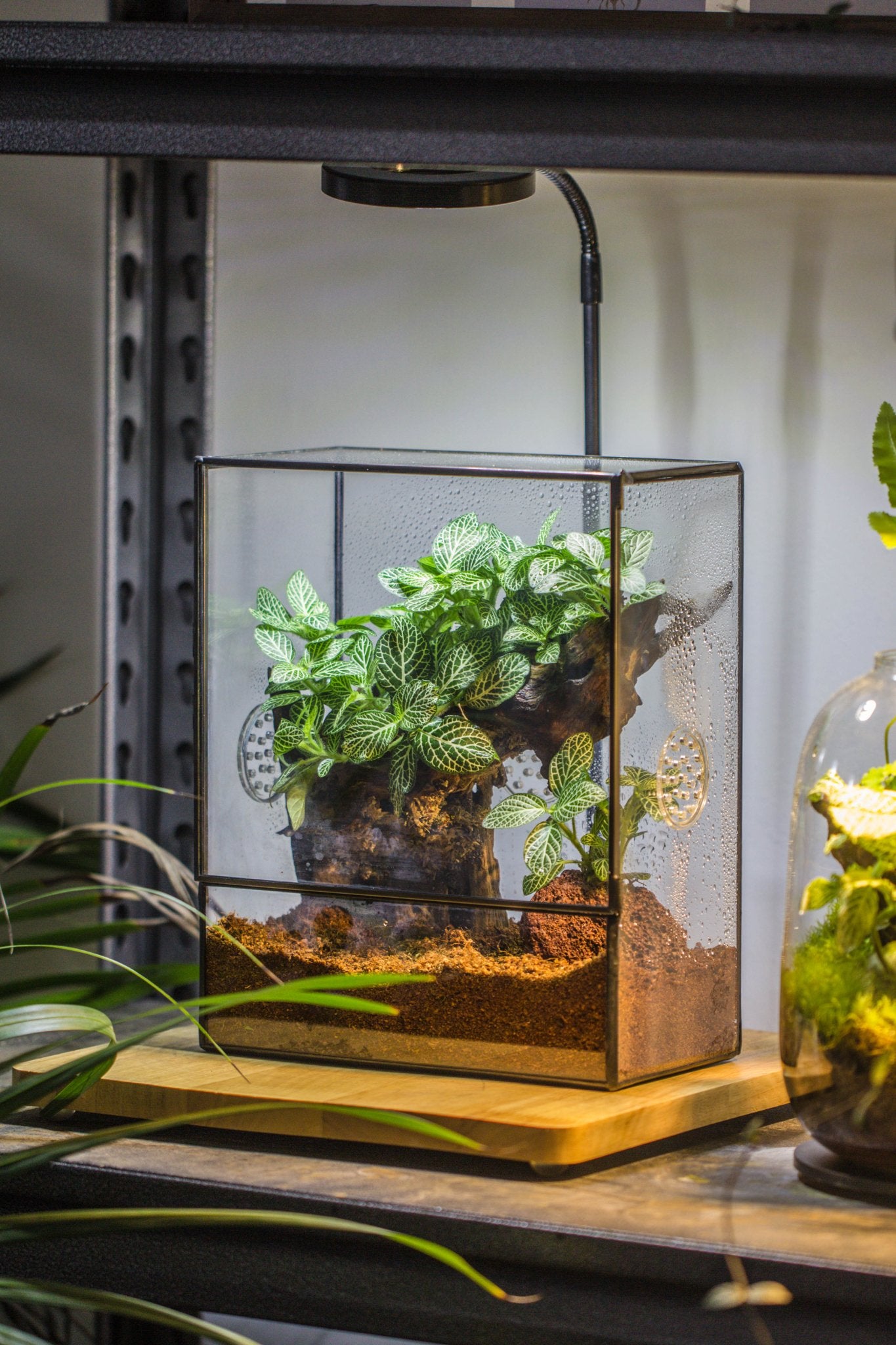 micro mini terrarium plants Glass Tin Terrarium with 3 Vents & White Light Set – NCYPgarden
