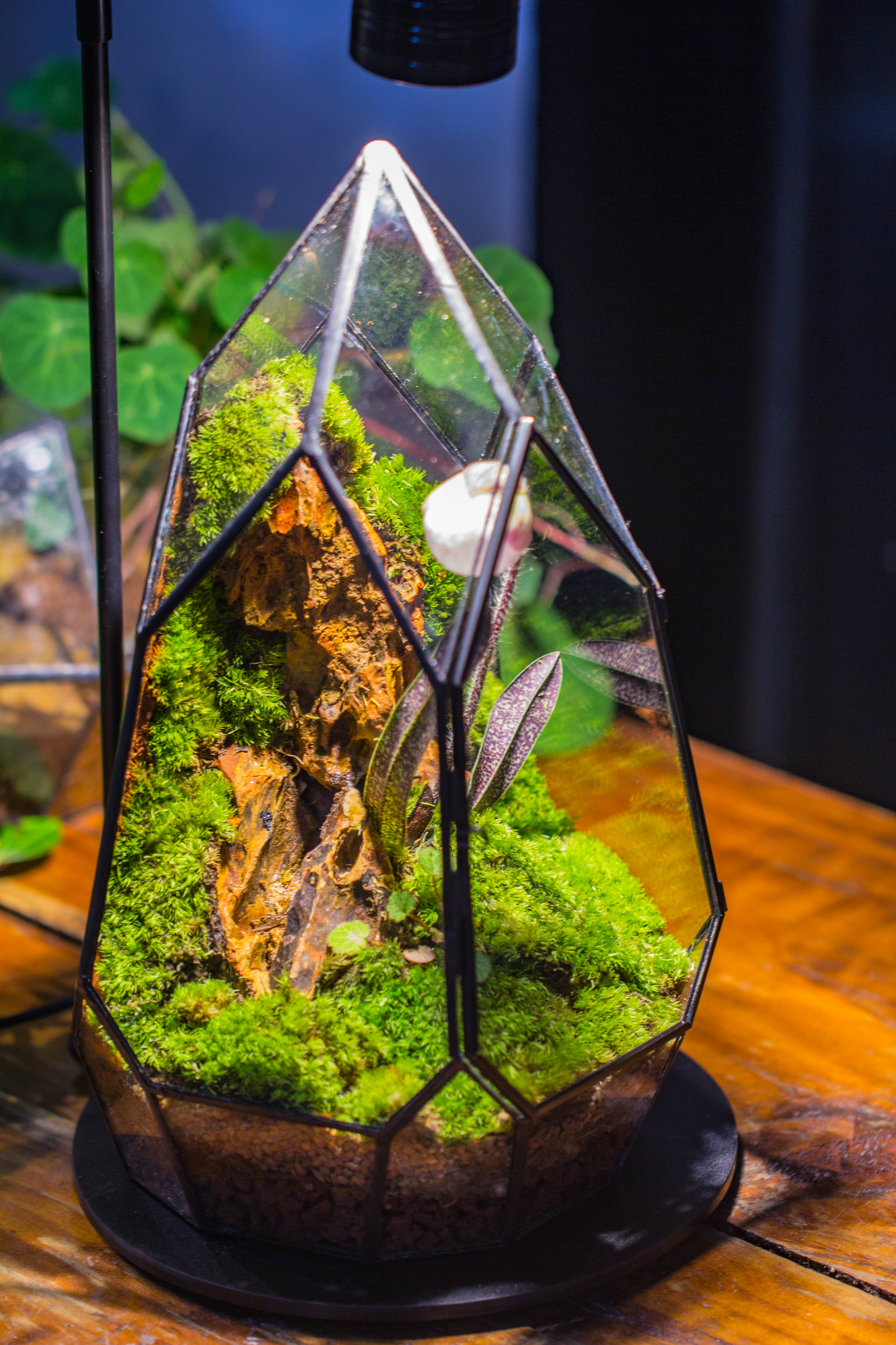 Cliff terrarium project: Live Moss Cliff TearDrop Close Terrarium Building Kit with matching LED Grow Light and Base - NCYPgarden