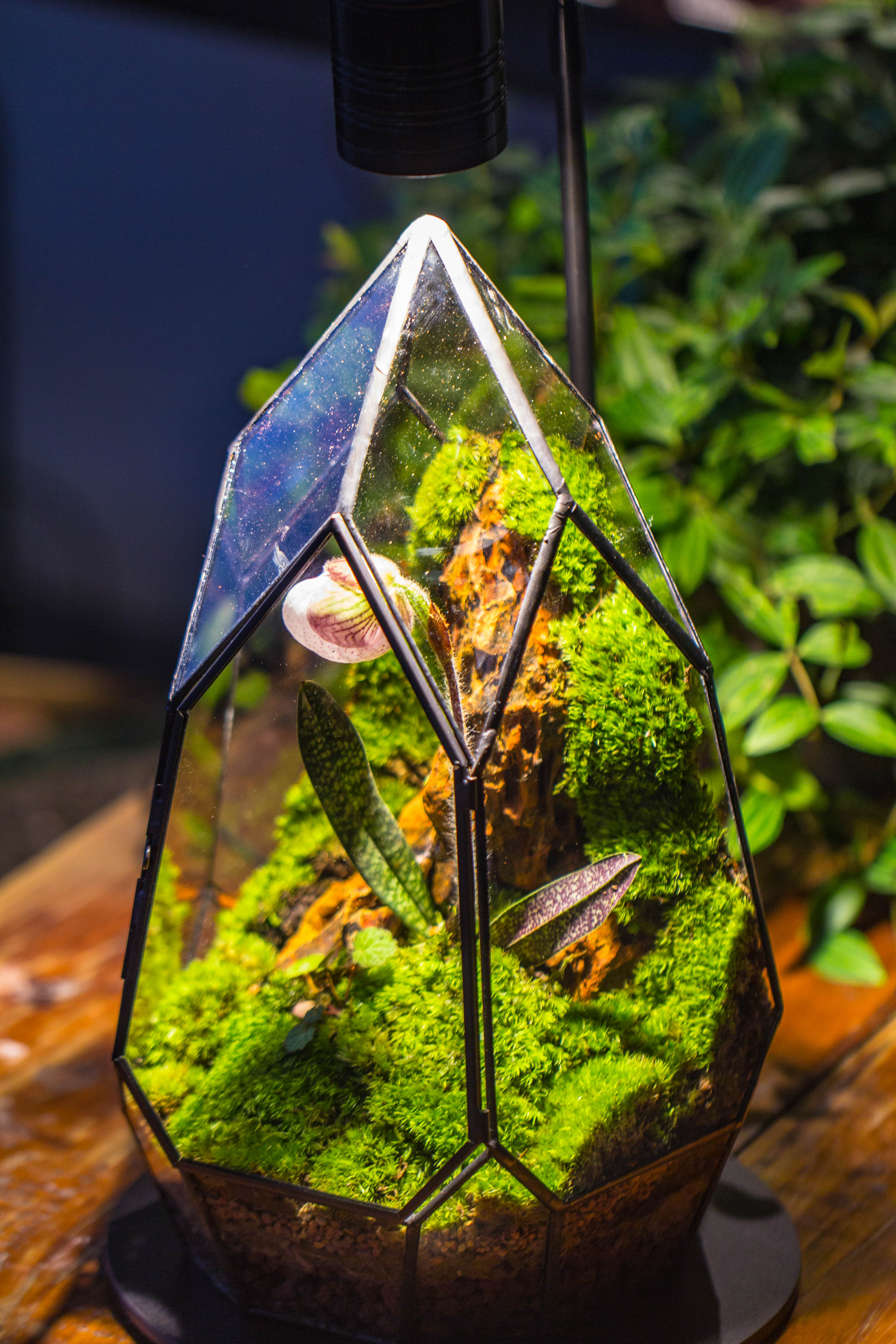 Cliff terrarium project: Live Moss Cliff TearDrop Close Terrarium Building Kit with matching LED Grow Light and Base - NCYPgarden