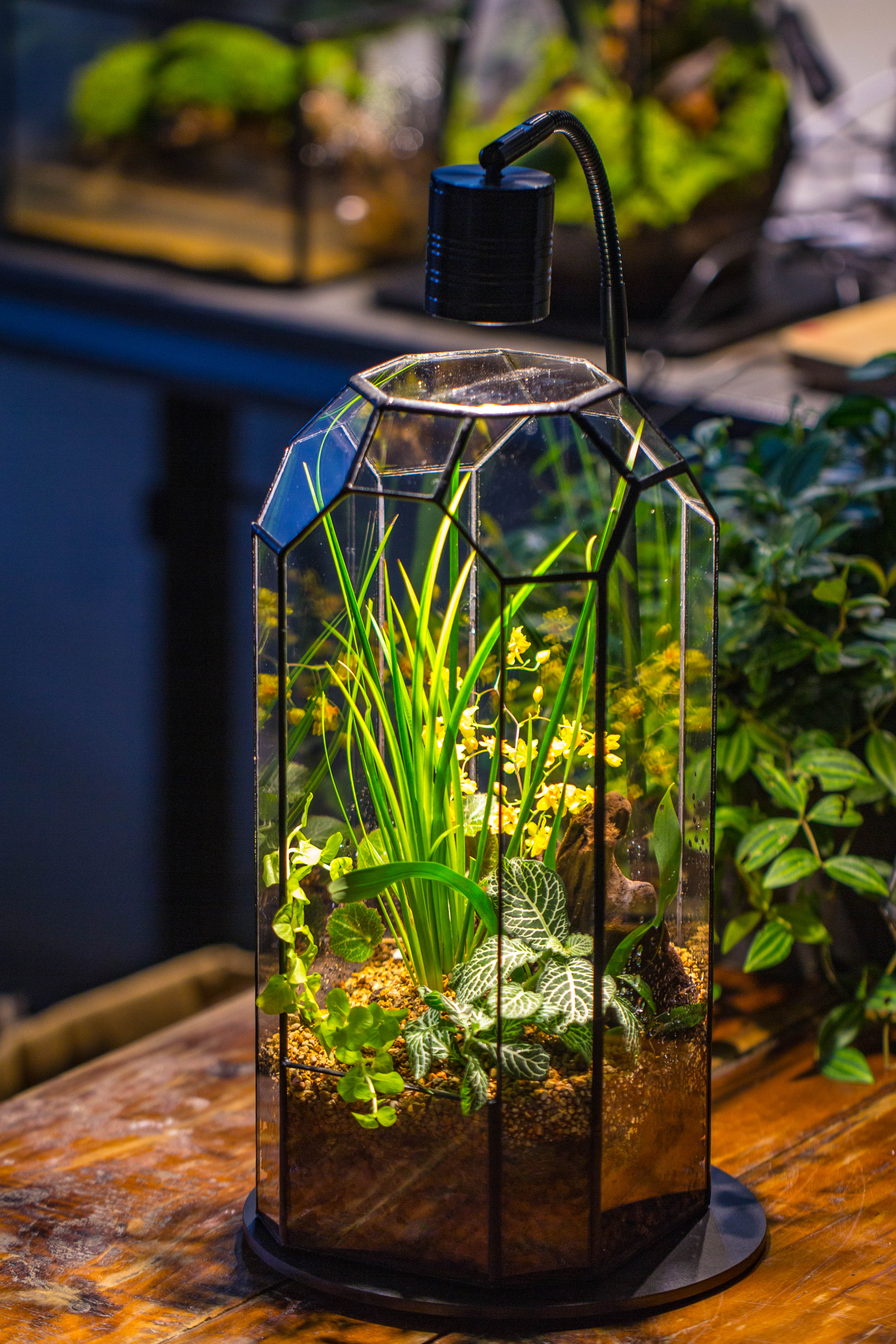 Vintage Tall Octagon Geometric Tin Glass Terrarium , 12.6" , open, suitable for tall plants, orchid, small begonia Pitcher, Micro landscape   -with warm light set - NCYPgarden