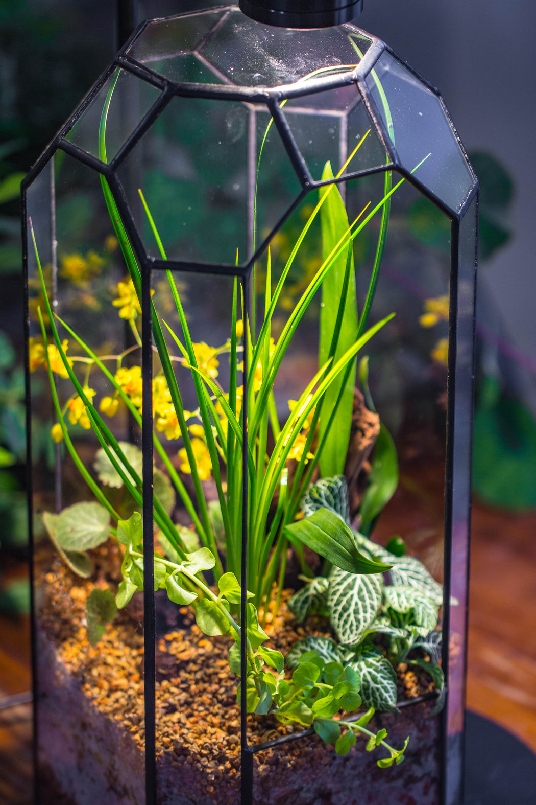 Vintage Tall Octagon Geometric Tin Glass Terrarium , 12.6" , open, suitable for tall plants, orchid, small begonia Pitcher, Micro landscape - NCYPgarden