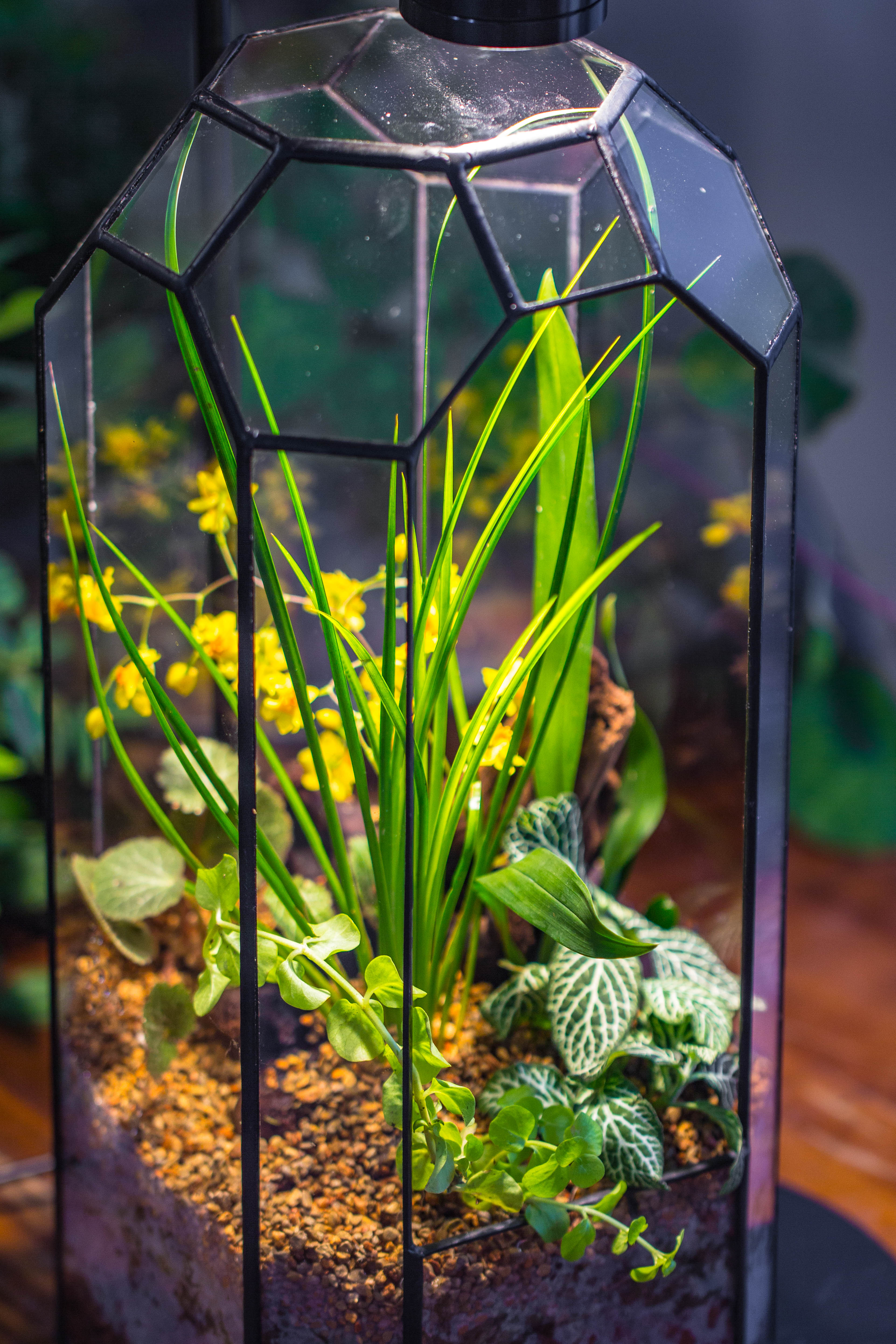 Vintage Tall Octagon Geometric Tin Glass Terrarium , 12.6" , open, suitable for tall plants, orchid, small begonia Pitcher, Micro landscape   -with warm light set - NCYPgarden