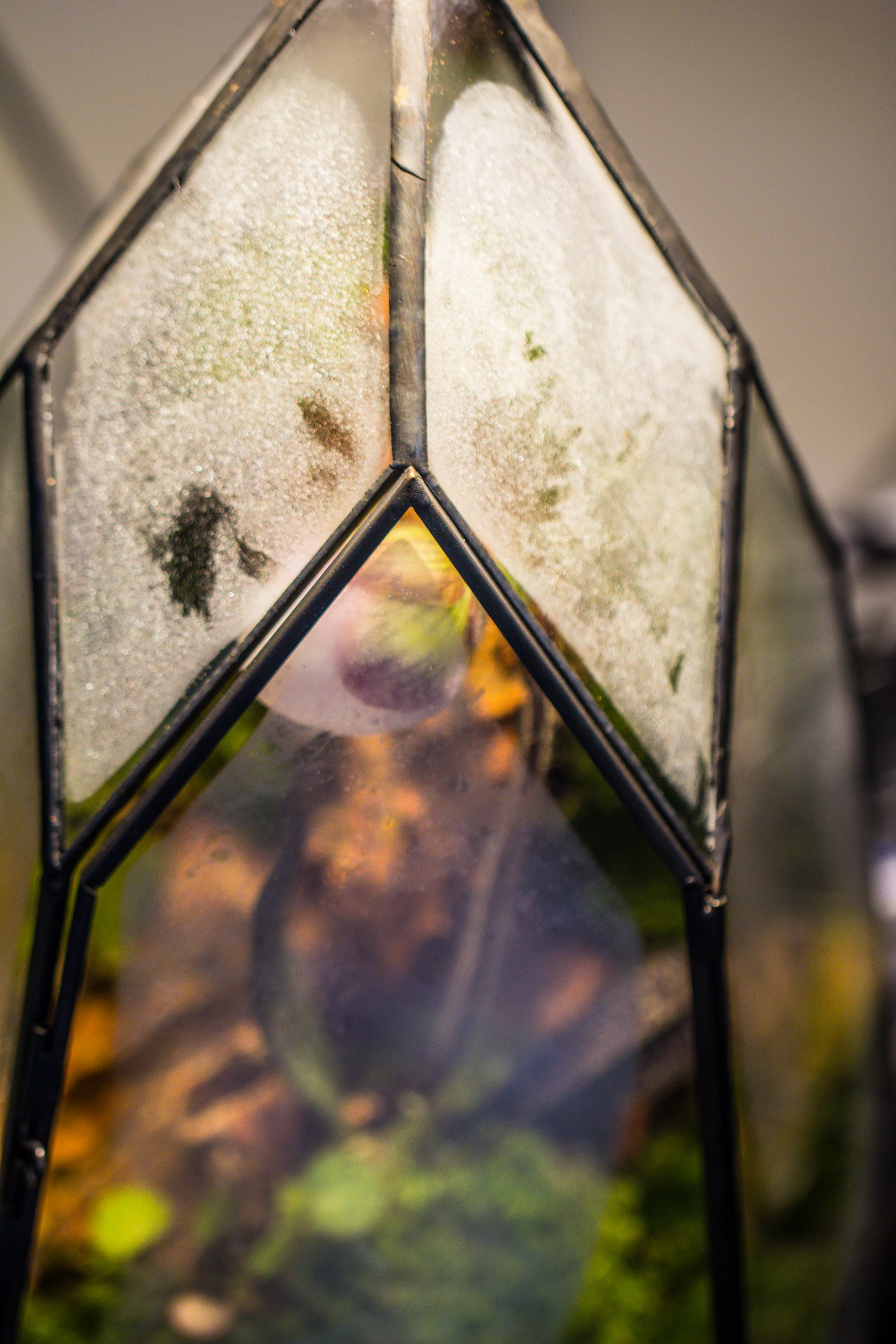 Cliff terrarium project: Live Moss Cliff TearDrop Close Terrarium Building Kit with matching LED Grow Light and Base - NCYPgarden