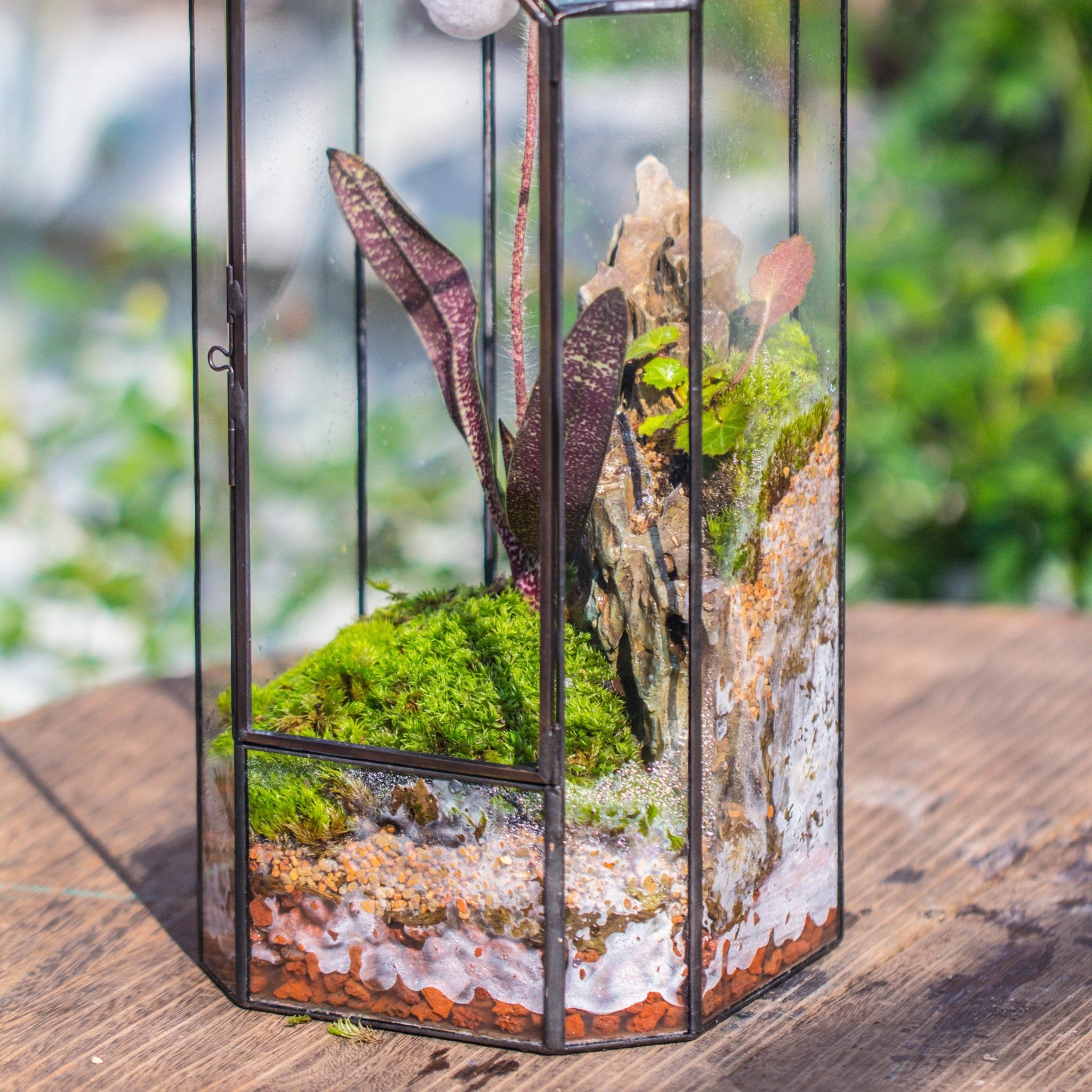 best plants for moss terrarium Basic Moss Terrarium Planting Kit – NCYPgarden