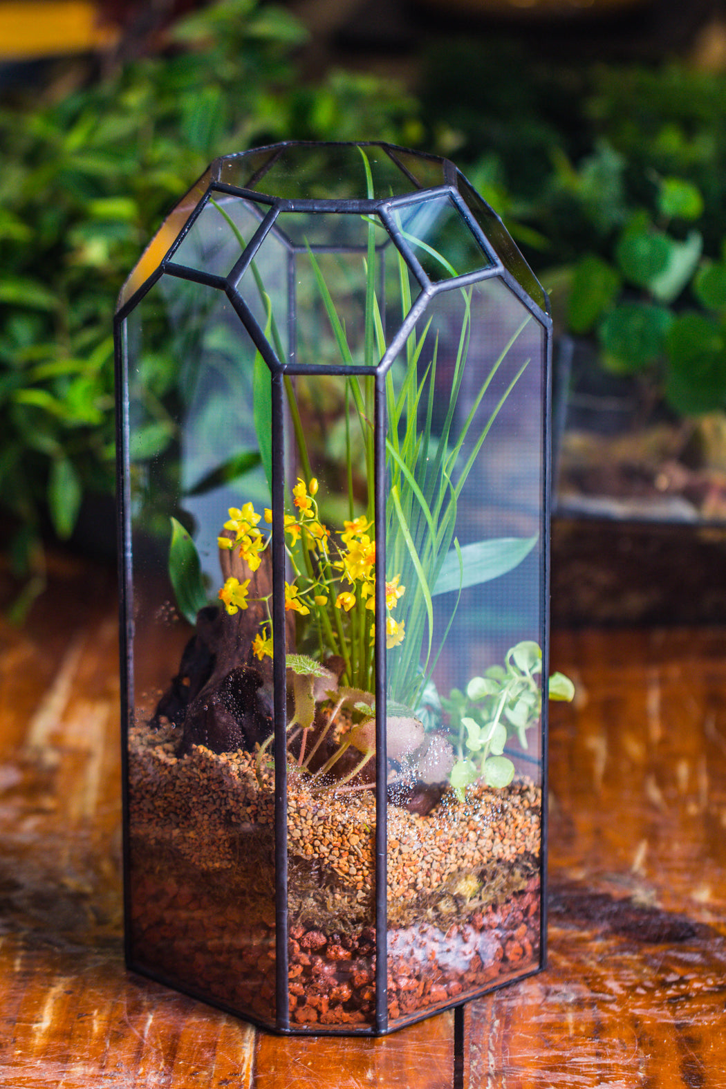 Vintage Tall Octagon Geometric Tin Glass Terrarium , 12.6" , open, suitable for tall plants, orchid, small begonia Pitcher, Micro landscape  -with white light set - NCYPgarden