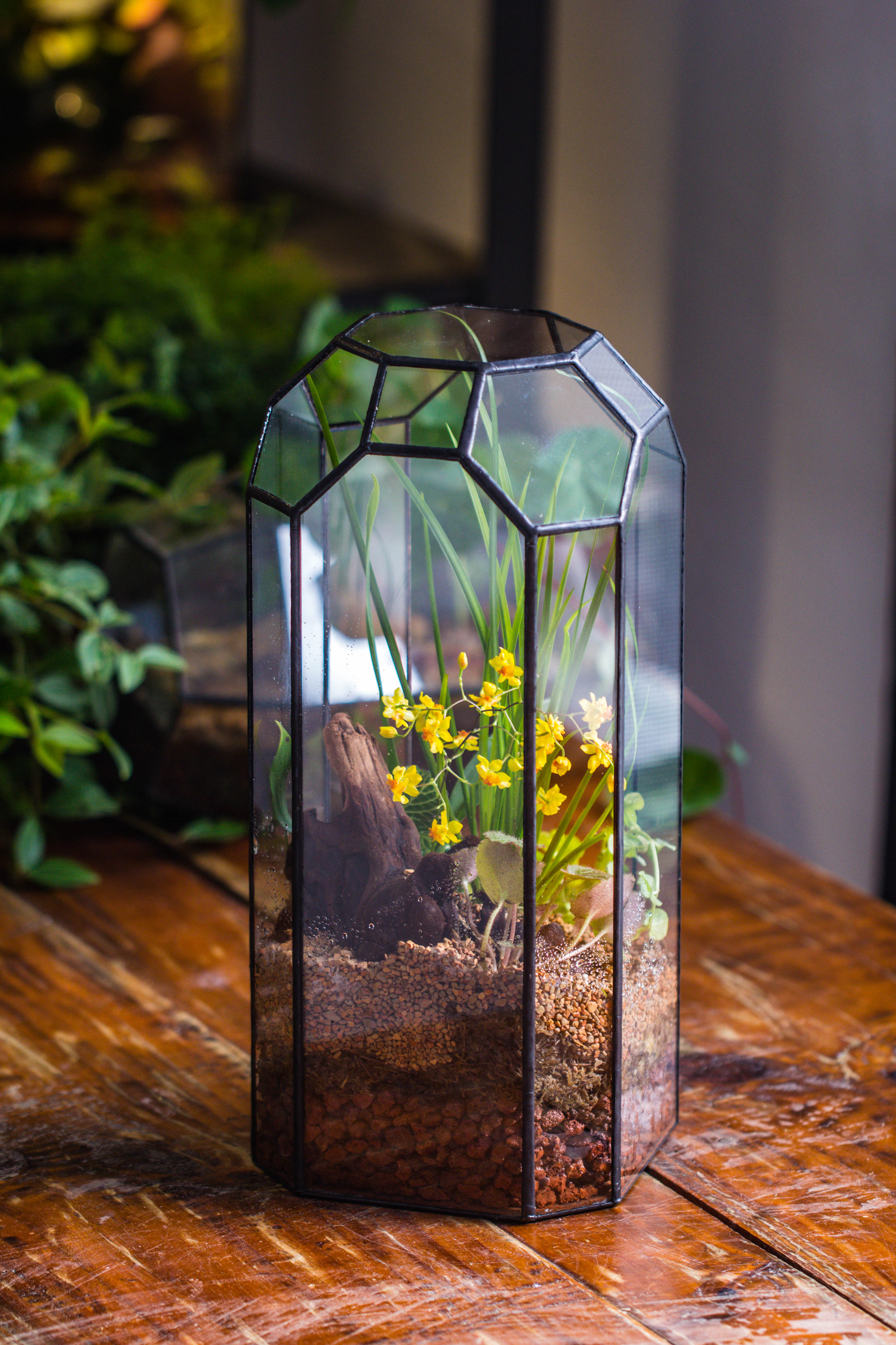 Vintage Tall Octagon Geometric Tin Glass Terrarium , 12.6" , open, suitable for tall plants, orchid, small begonia Pitcher, Micro landscape  -with white light set - NCYPgarden
