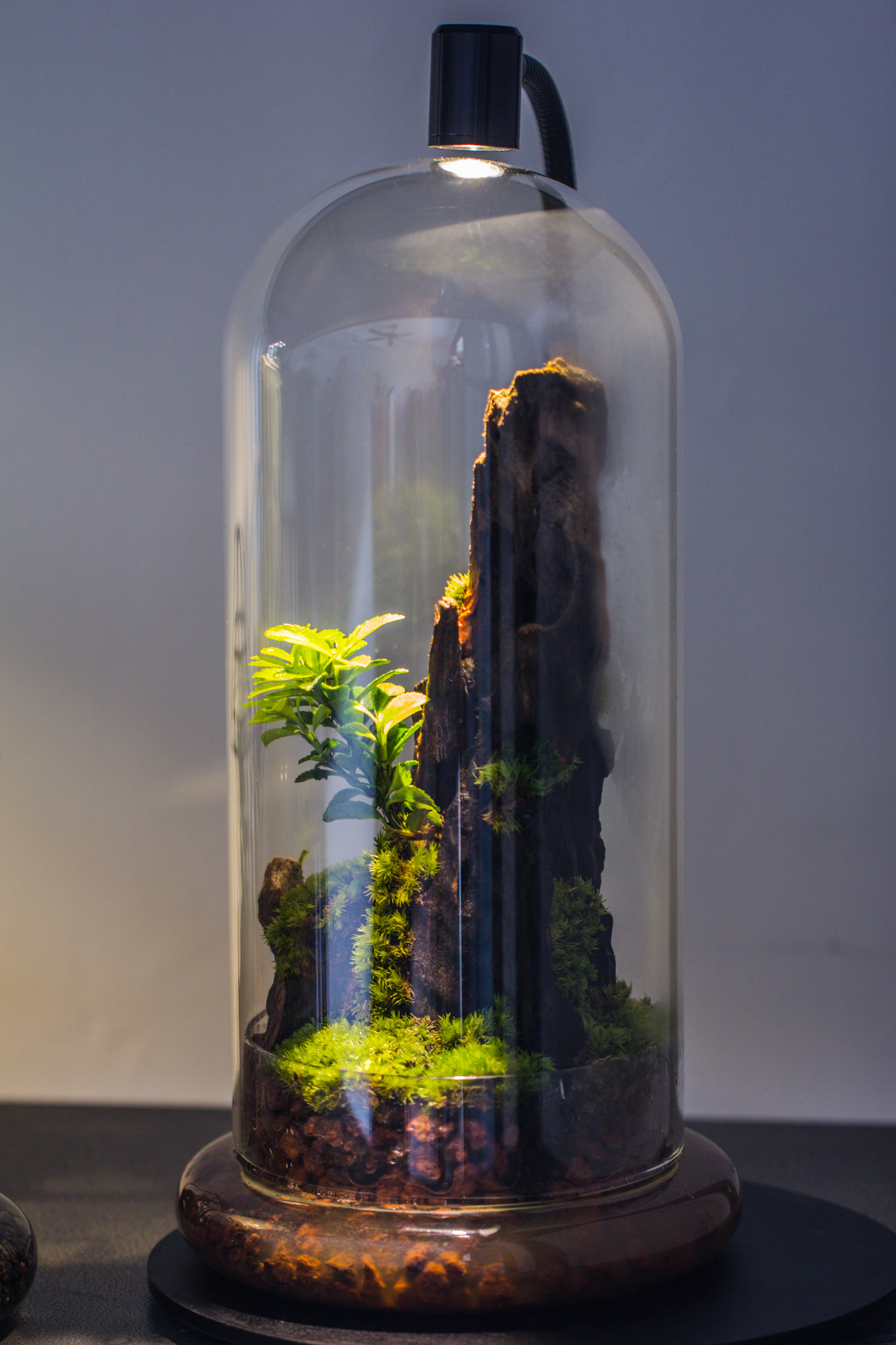 Round Glass Cloche terrarium 12 cm diameter x 26cm height with matching Warm White Spot LED grow Light and base set - NCYPgarden