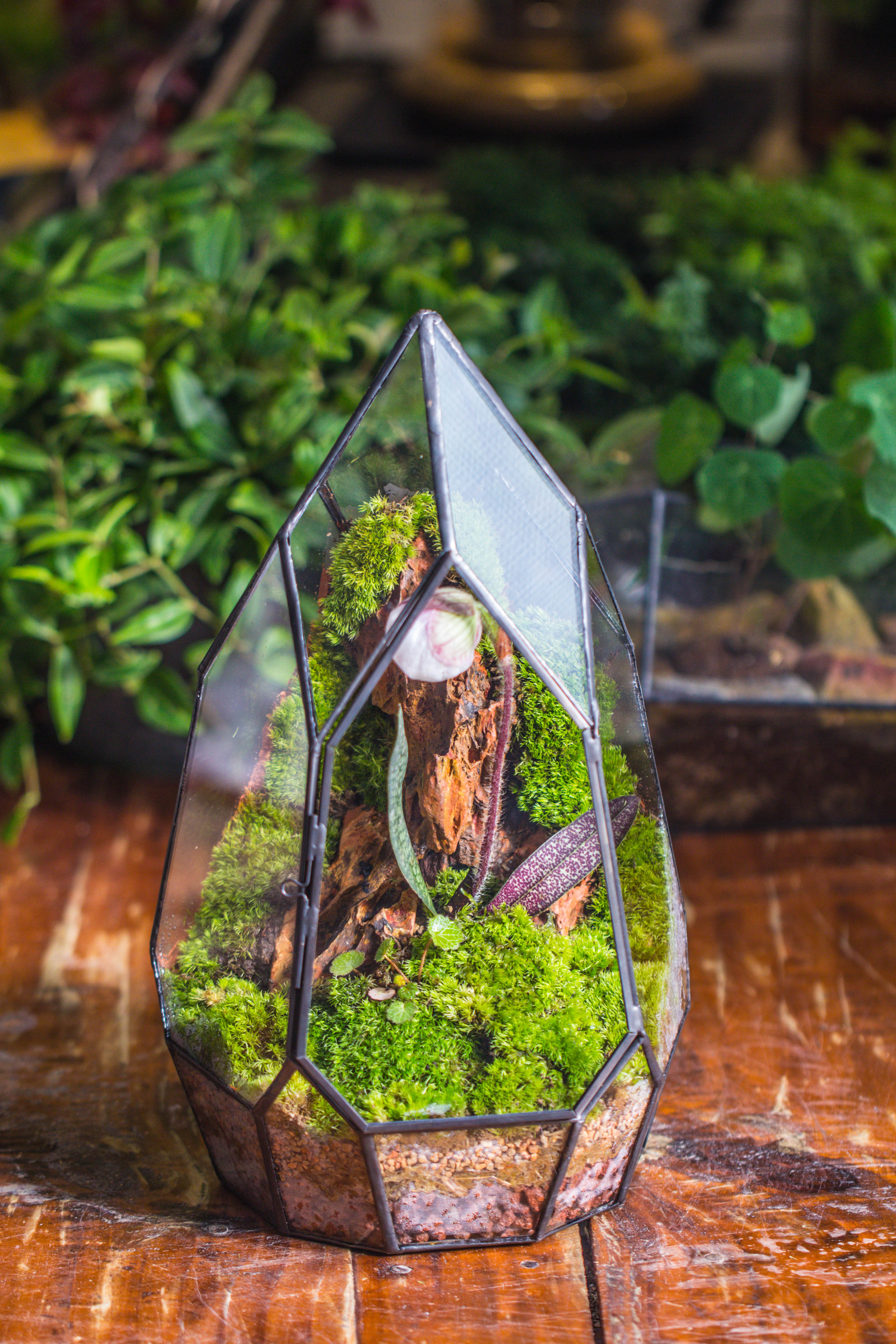 Cliff terrarium project: Live Moss Cliff TearDrop Close Terrarium Building Kit with matching LED Grow Light and Base - NCYPgarden