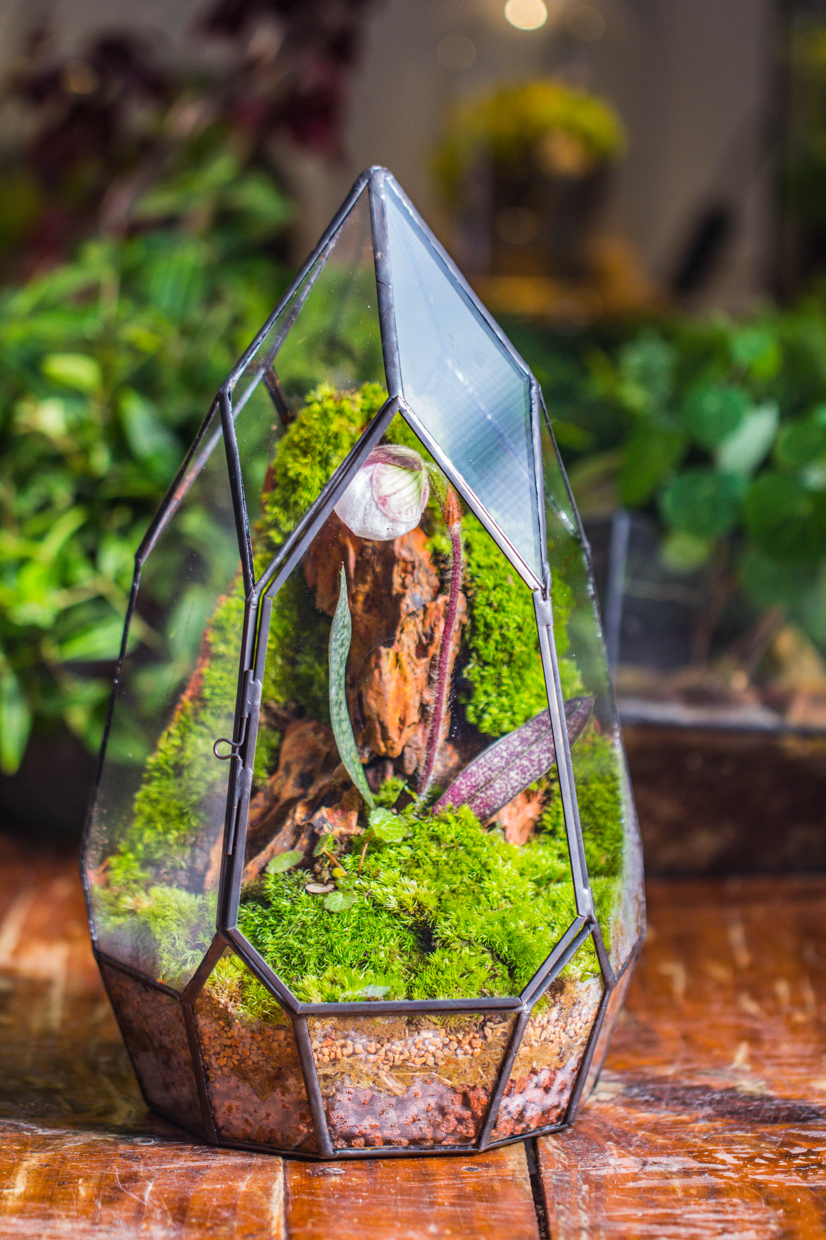 Cliff terrarium project: Live Moss Cliff TearDrop Close Terrarium Building Kit with matching LED Grow Light and Base - NCYPgarden
