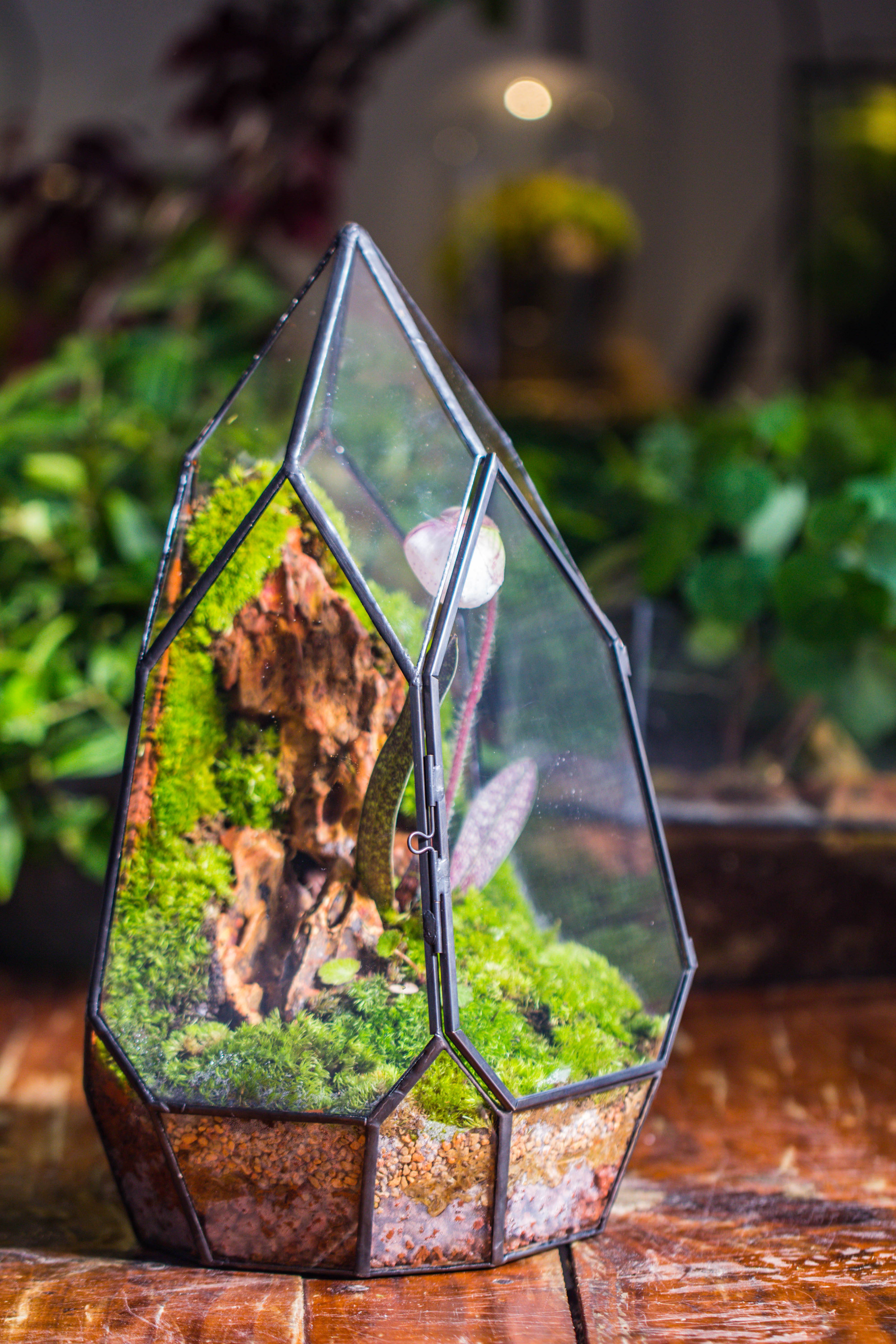 Cliff terrarium project: Live Moss Cliff TearDrop Close Terrarium Building Kit with matching LED Grow Light and Base - NCYPgarden