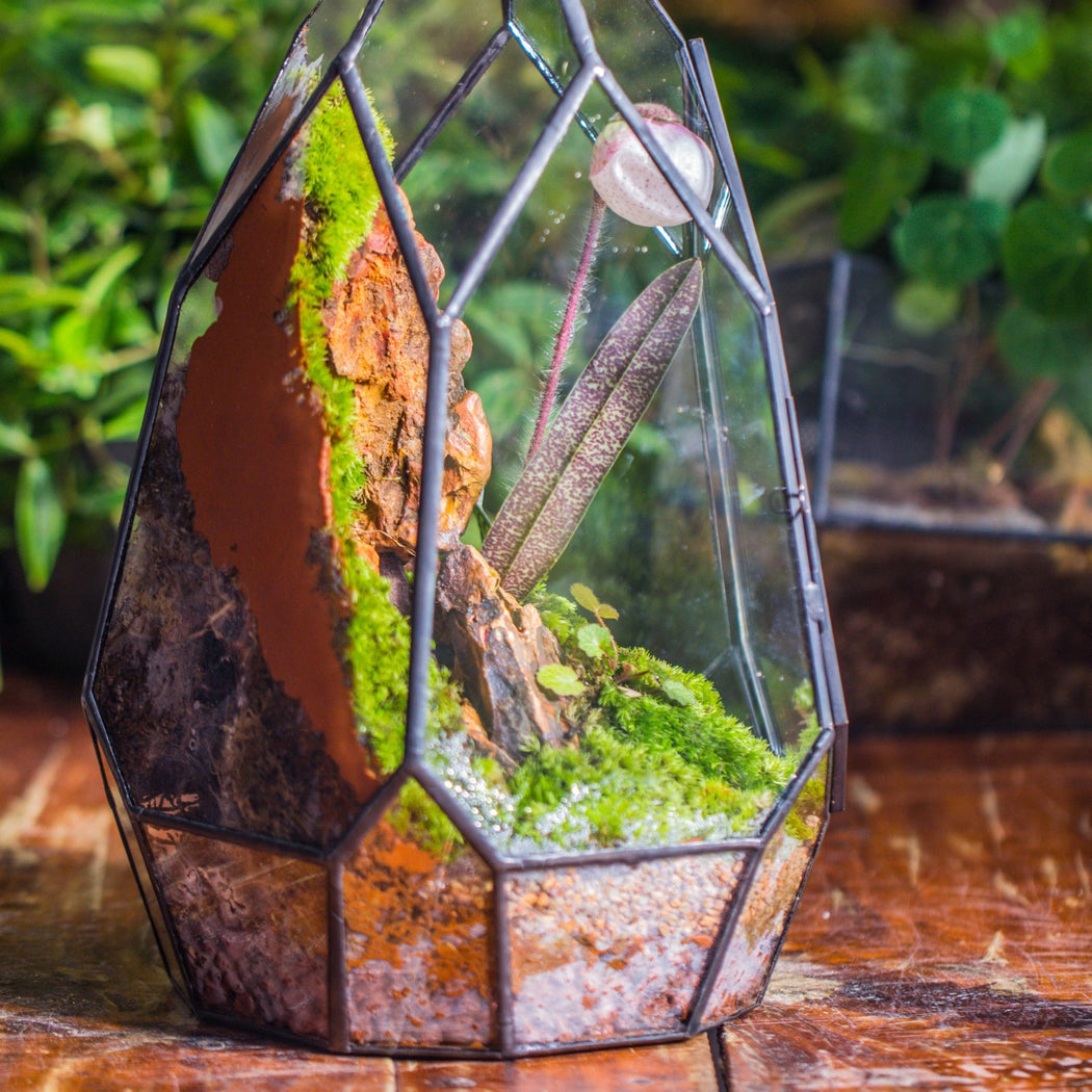 Basic Moss terrarium planting KIT, suitable for Terrarium, moss, fern ...