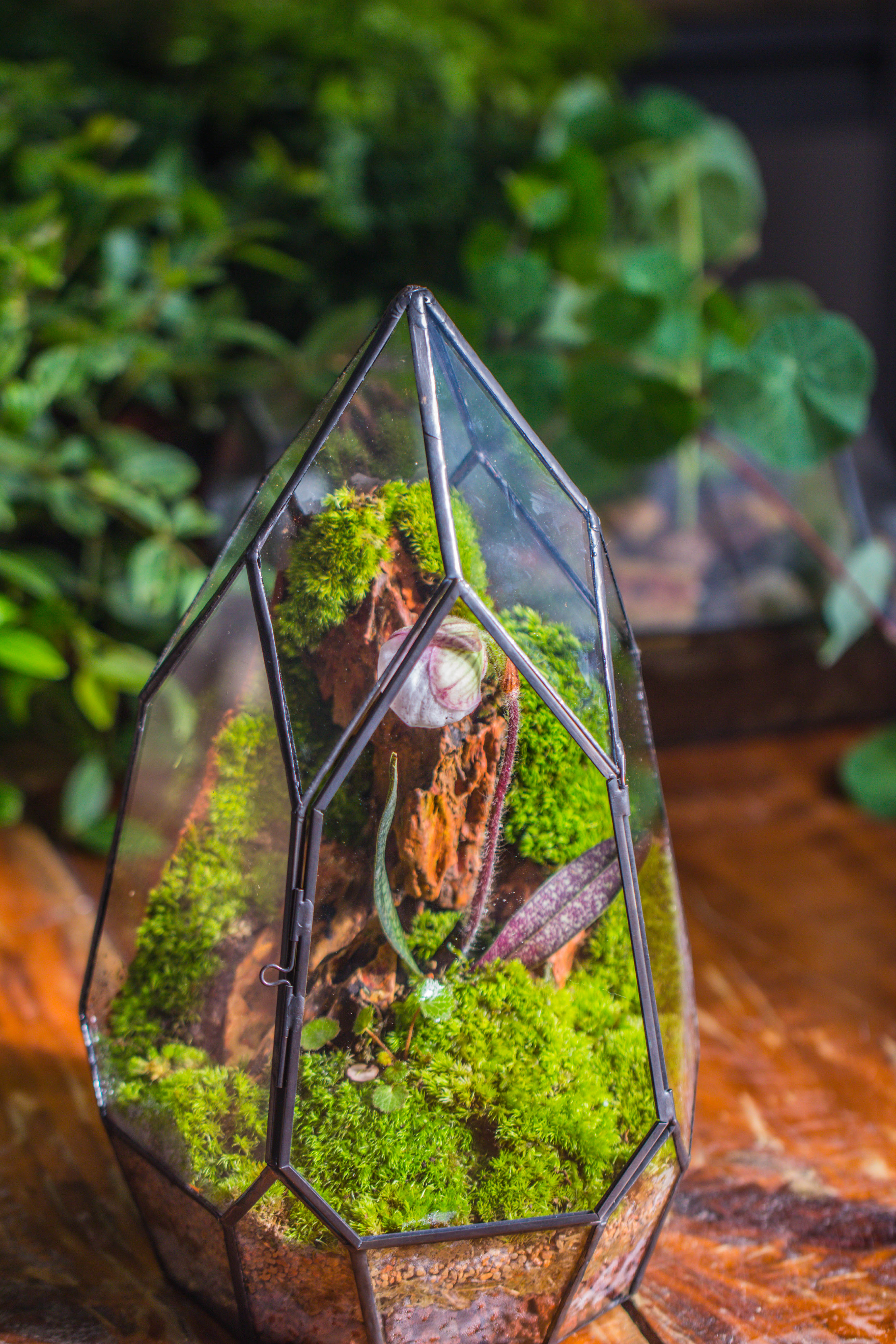 Cliff terrarium project: Live Moss Cliff TearDrop Close Terrarium Building Kit with matching LED Grow Light and Base - NCYPgarden