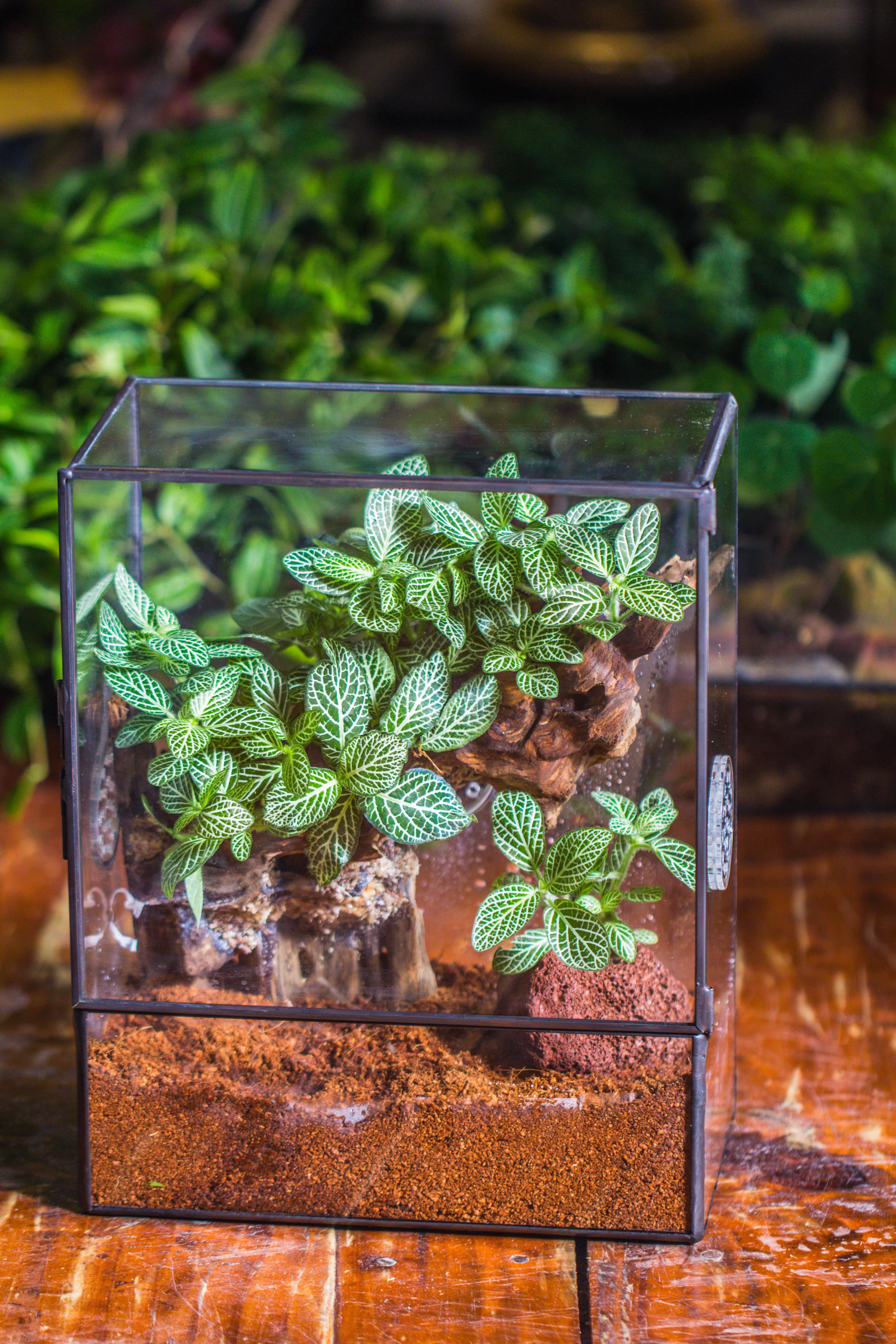 Handmade Close Glass Terrarium with Vents, with LED Grow Light Set, FOR insects, bugs - NCYPgarden