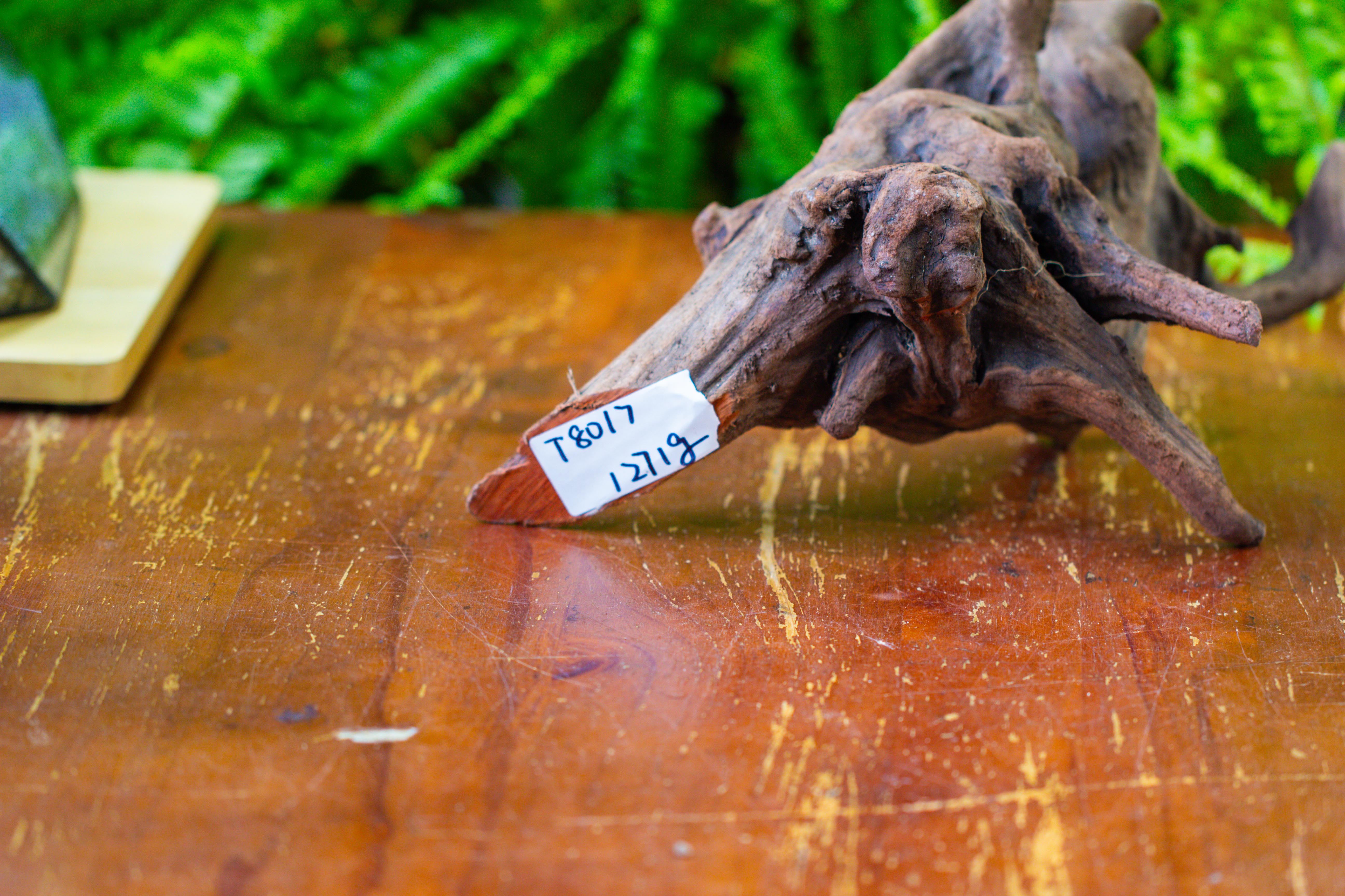 driftwood for moss terrarium, miniature, micro landscape,T8017 - NCYPgarden