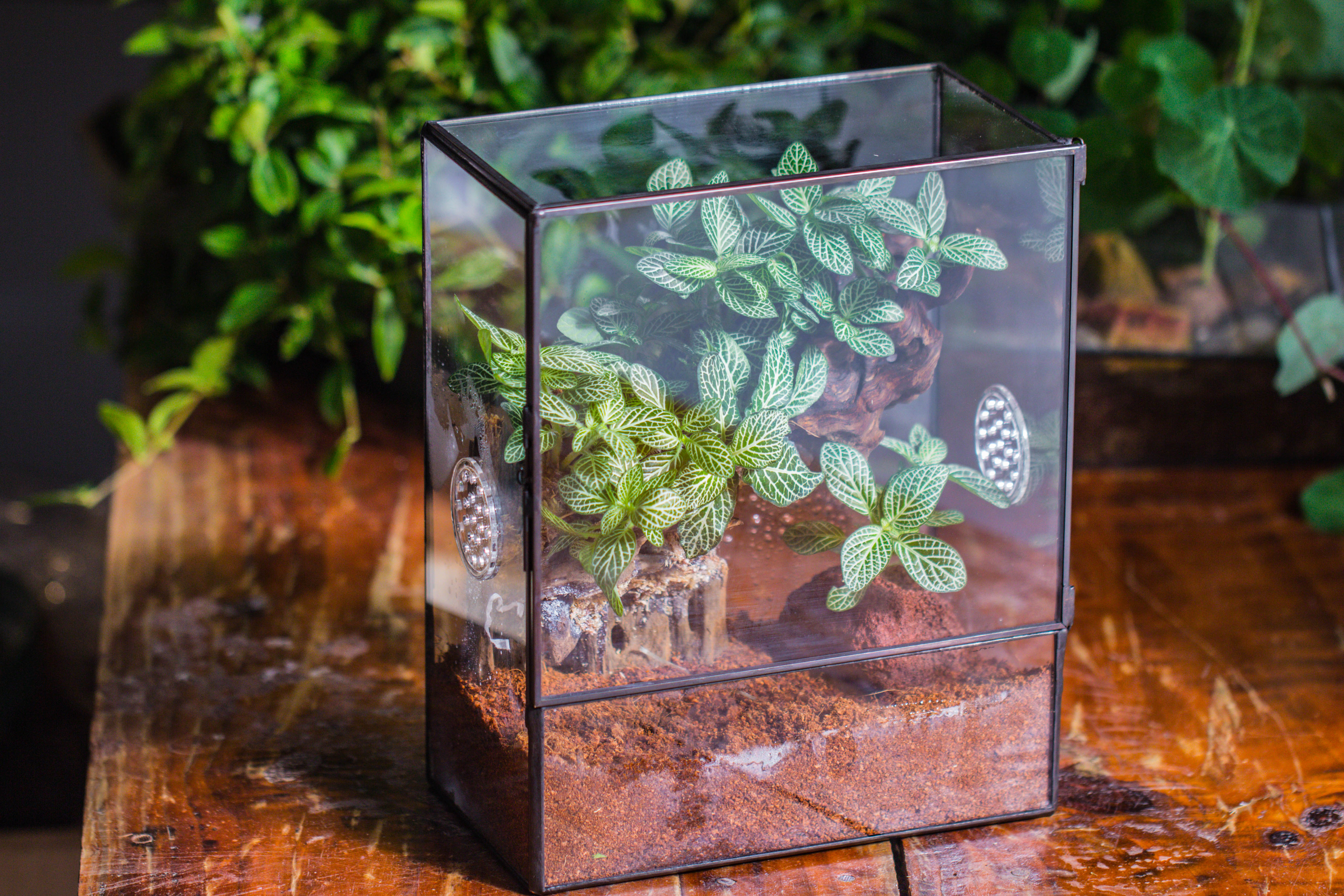Close Geometric Glass Tin Terrarium with 3 Vents , 8x10" with side door, for insects, snail , spider, micro landscape  -with white light set - NCYPgarden