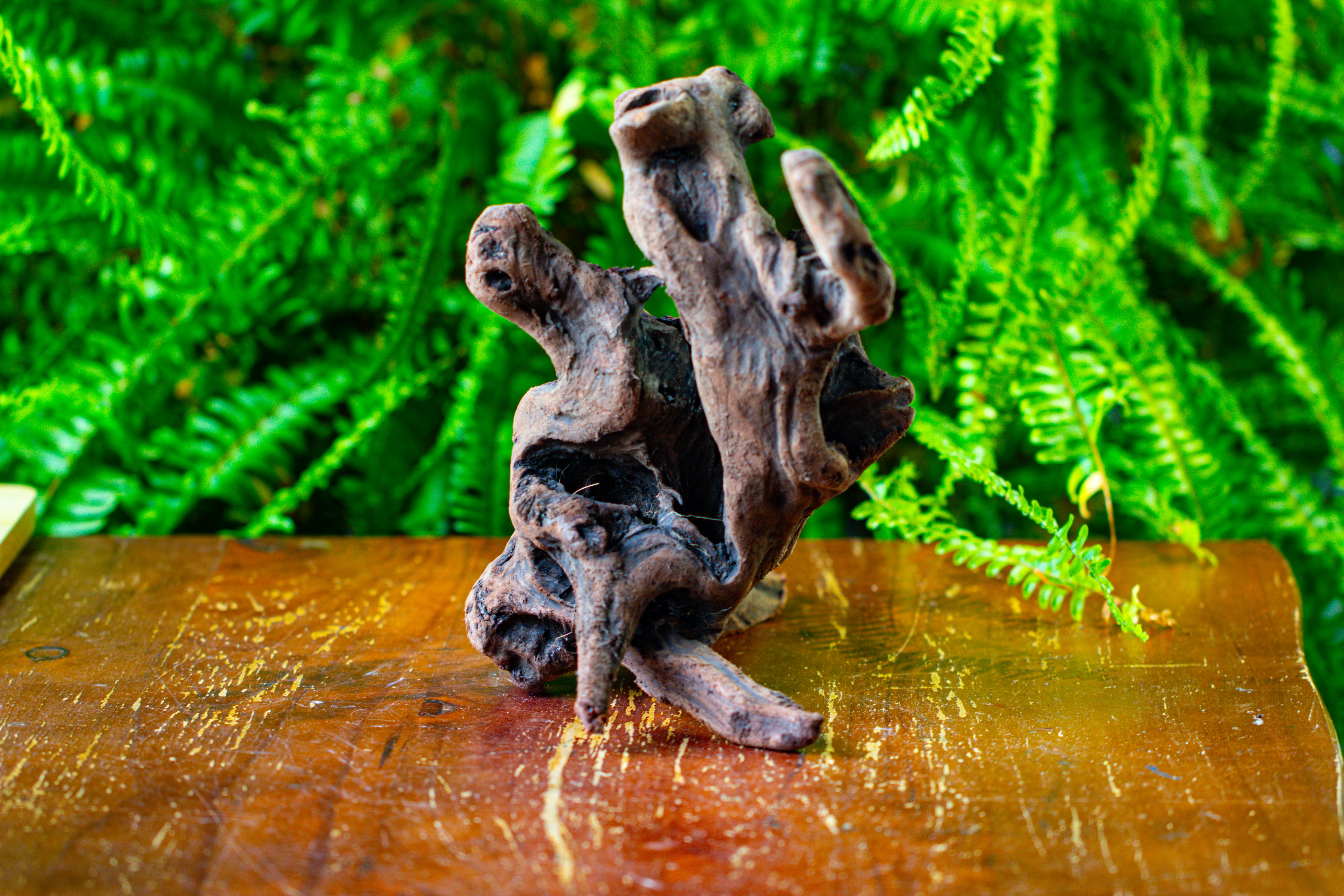 driftwood for moss terrarium, miniature, micro landscape,T8017 - NCYPgarden