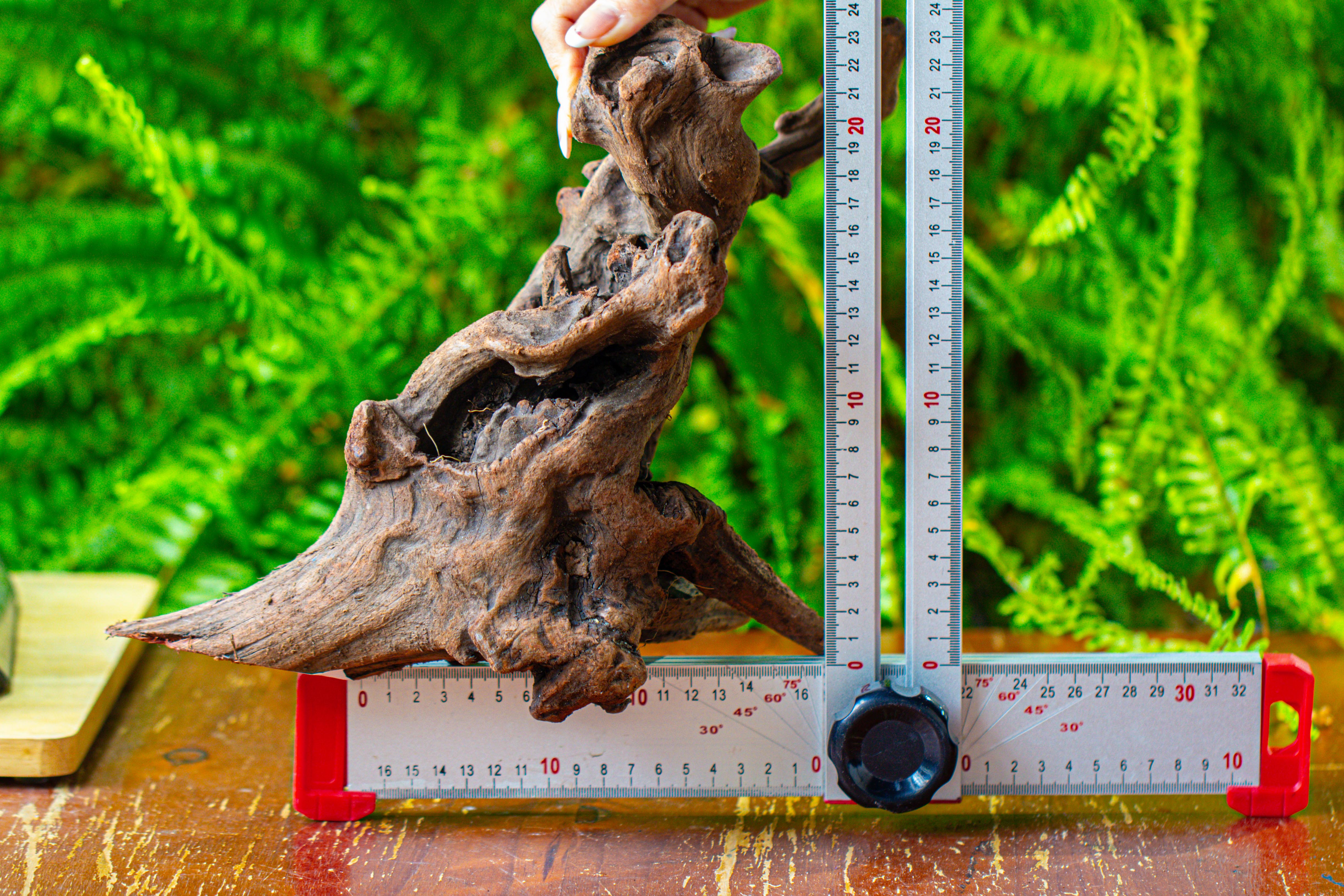 driftwood for moss terrarium, miniature, micro landscape,T8017 - NCYPgarden