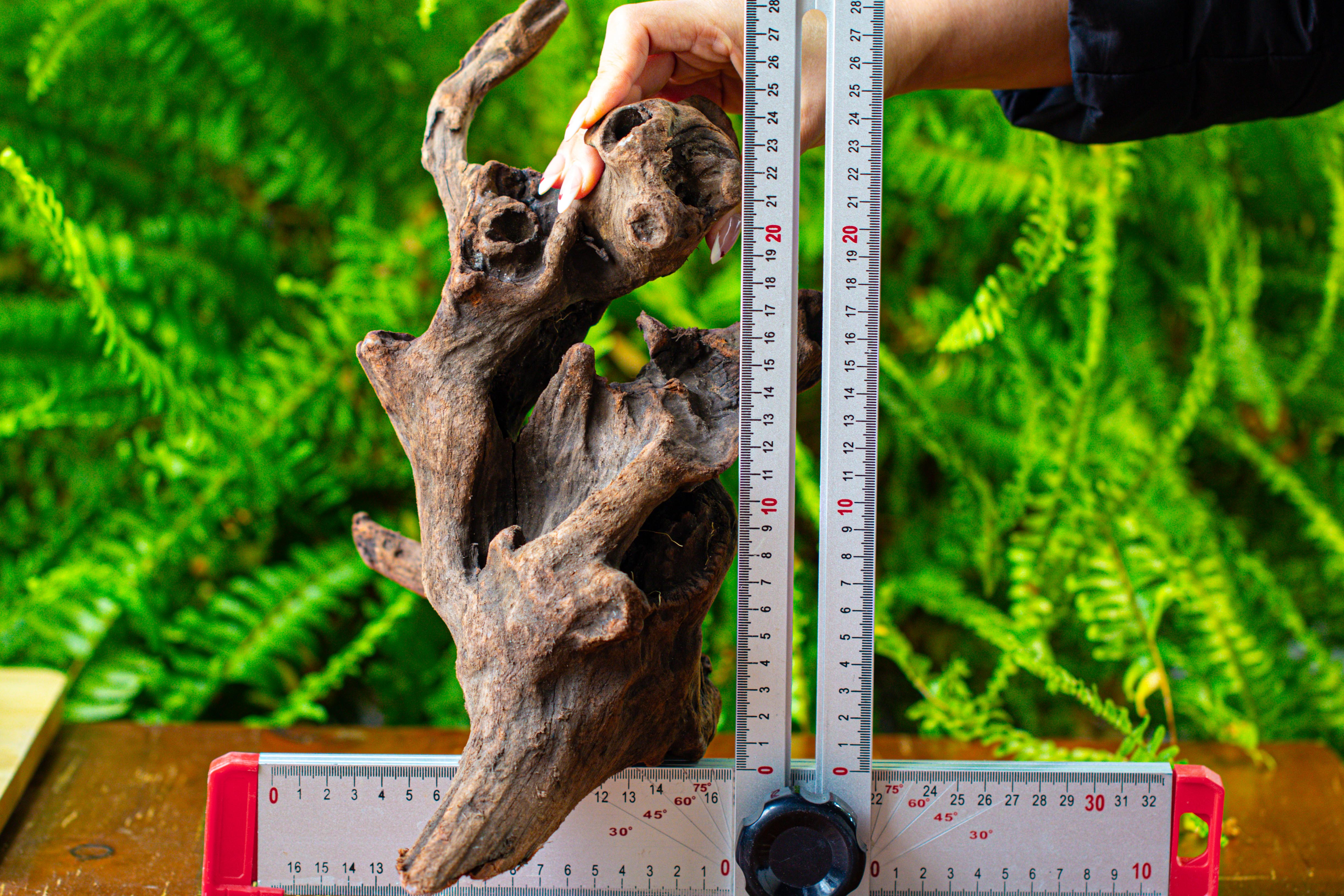 driftwood for moss terrarium, miniature, micro landscape,T8017 - NCYPgarden