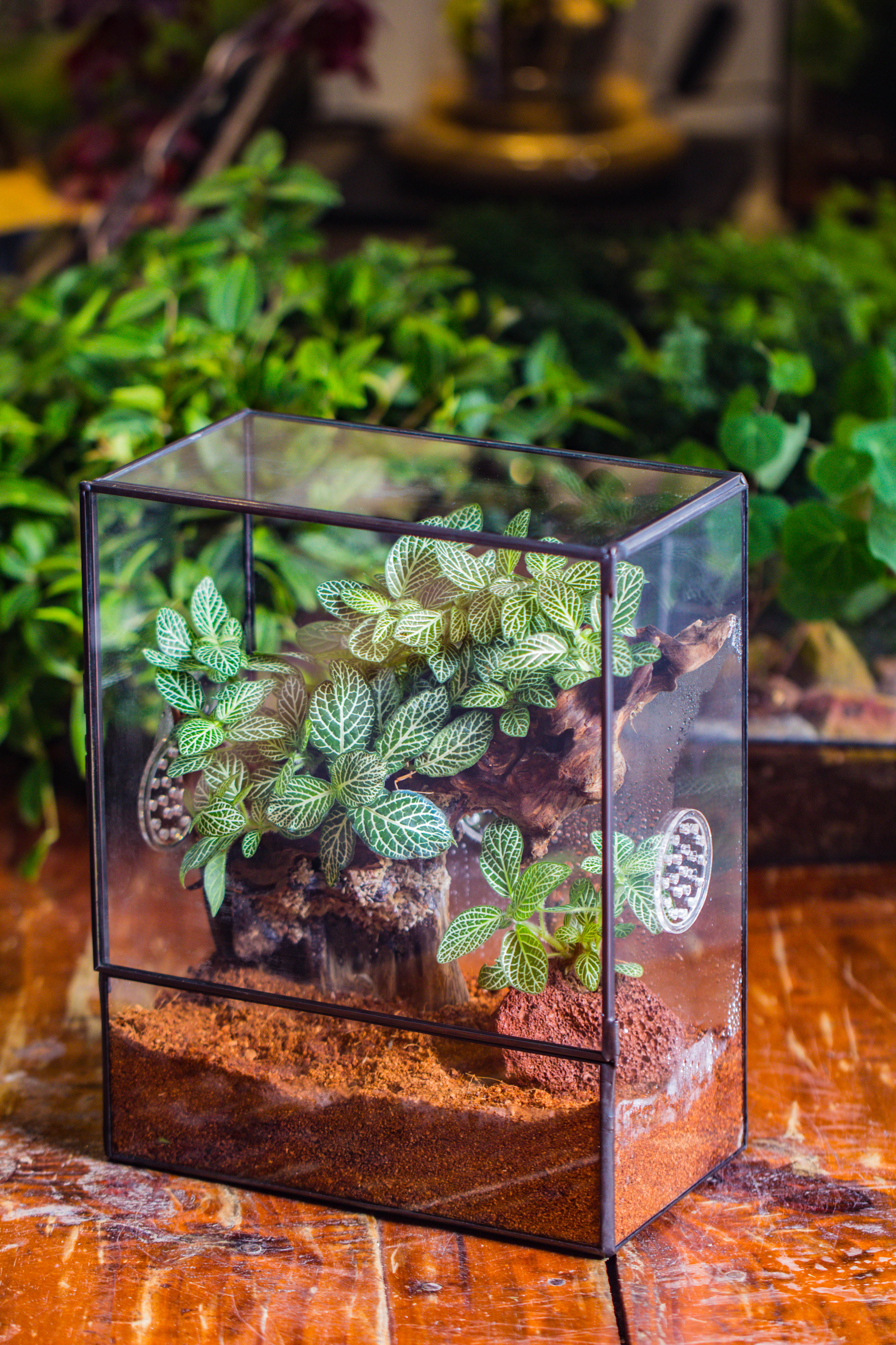 Close Geometric Glass Tin Terrarium with 3 Vents , 8x10" with side door, for insects, snail , spider, micro landscape  -with white light set - NCYPgarden
