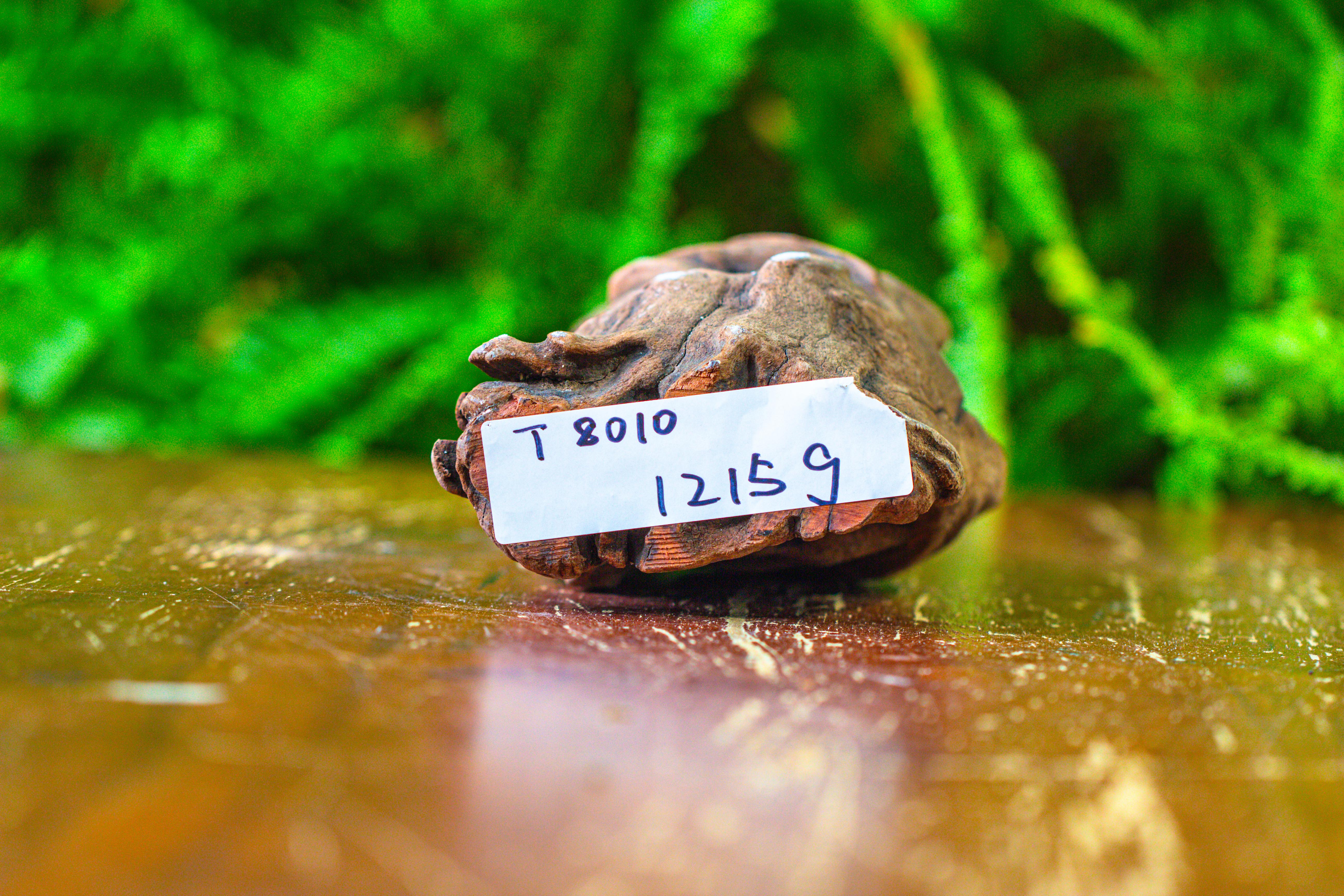 driftwood for moss terrarium, miniature, micro landscape,T8010 - NCYPgarden