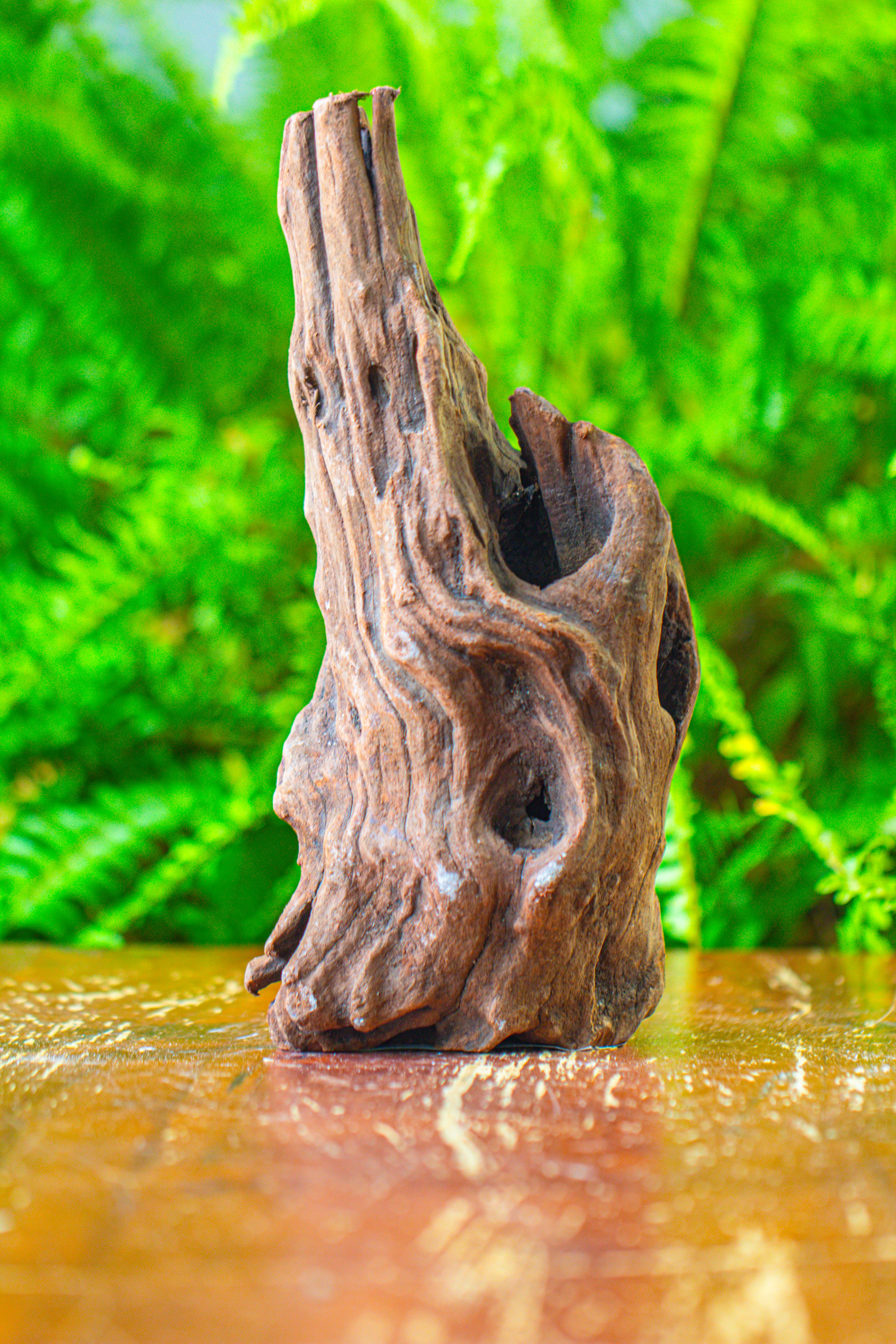 driftwood for moss terrarium, miniature, micro landscape,T8010 - NCYPgarden