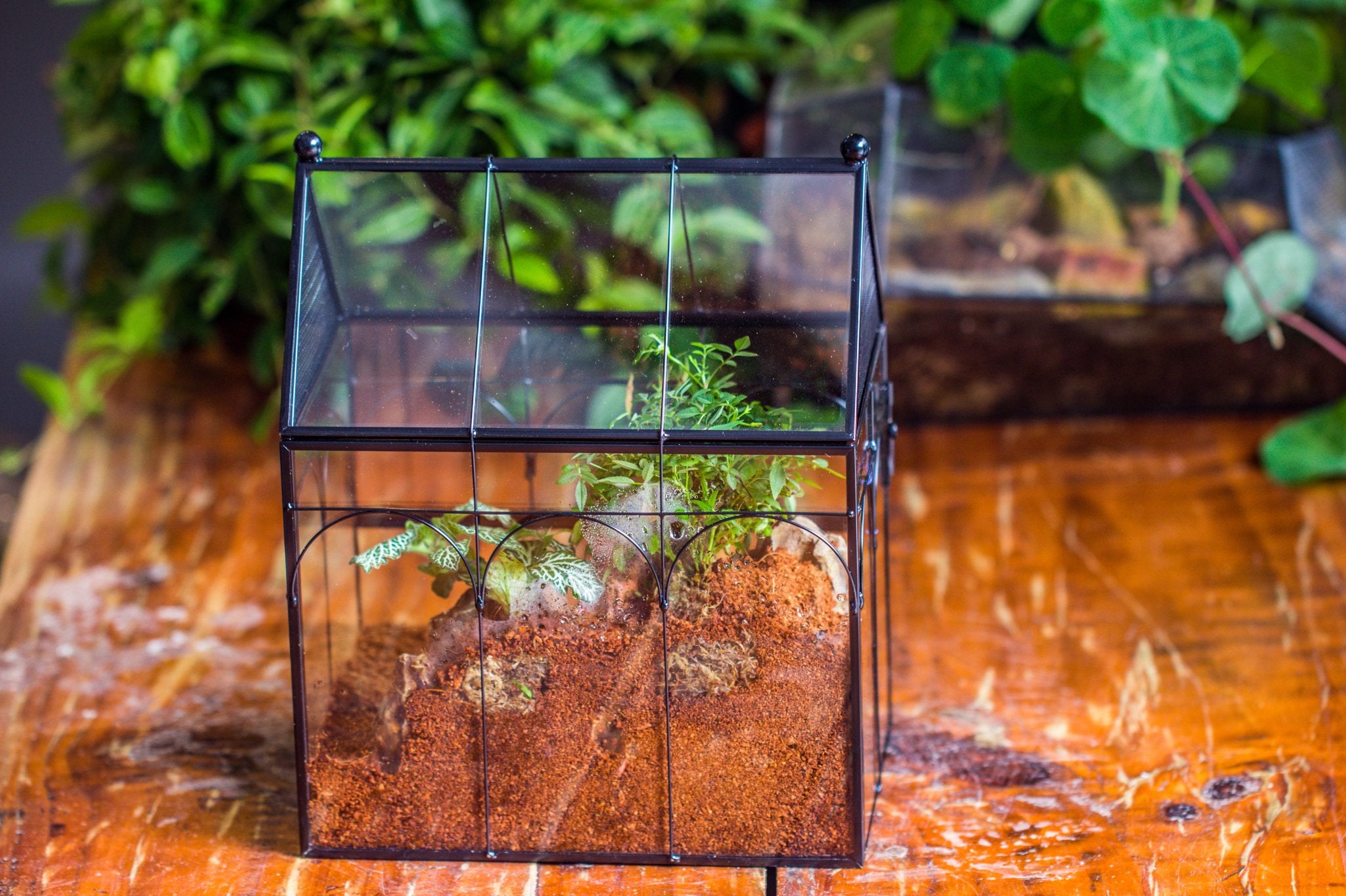 NCYP Vintage House Shape Tin and Glass Geometric Terrarium, with side ...