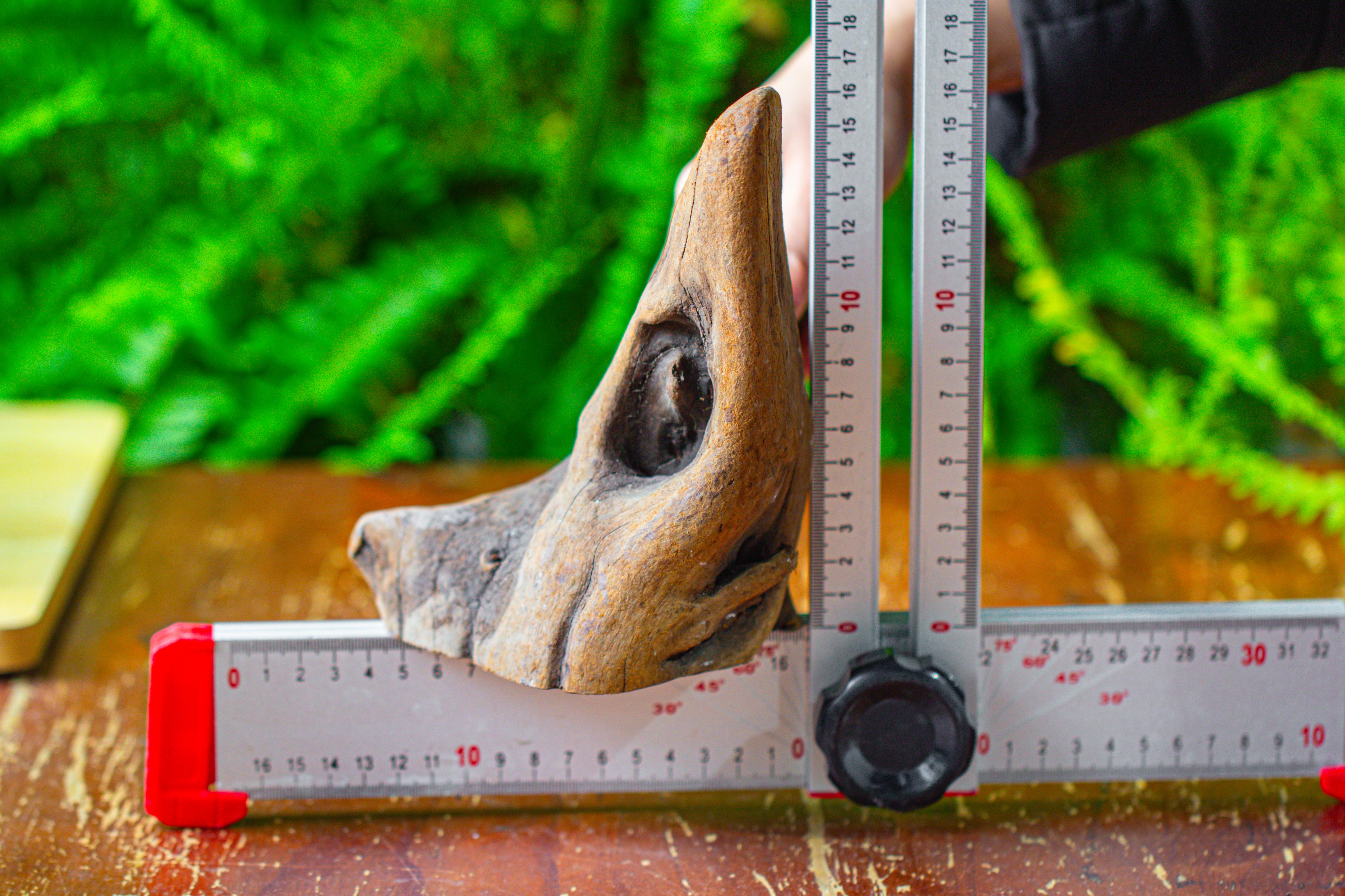 driftwood for moss terrarium, miniature, micro landscape,T8014 - NCYPgarden