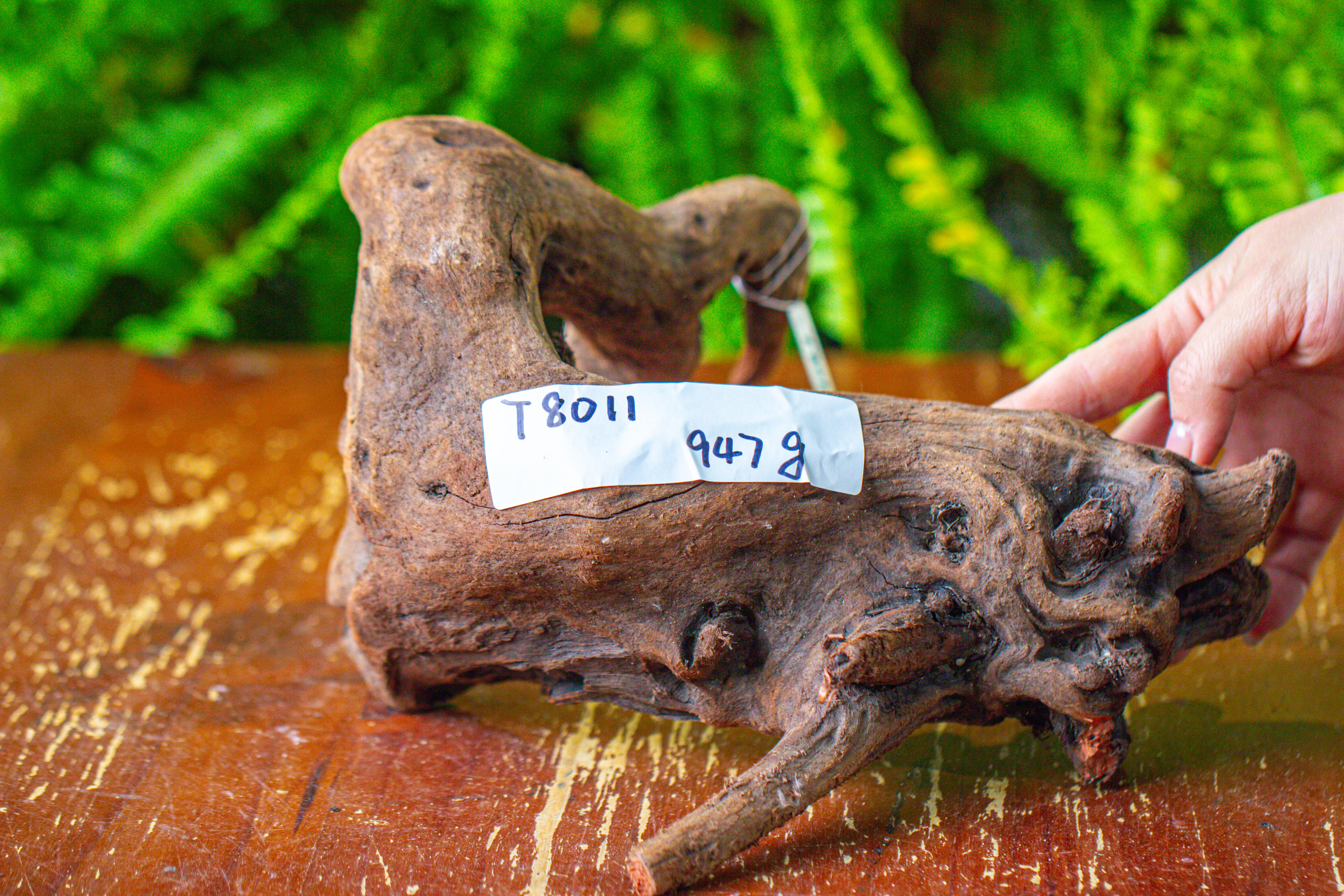driftwood for moss terrarium, miniature, micro landscape,T8011 - NCYPgarden