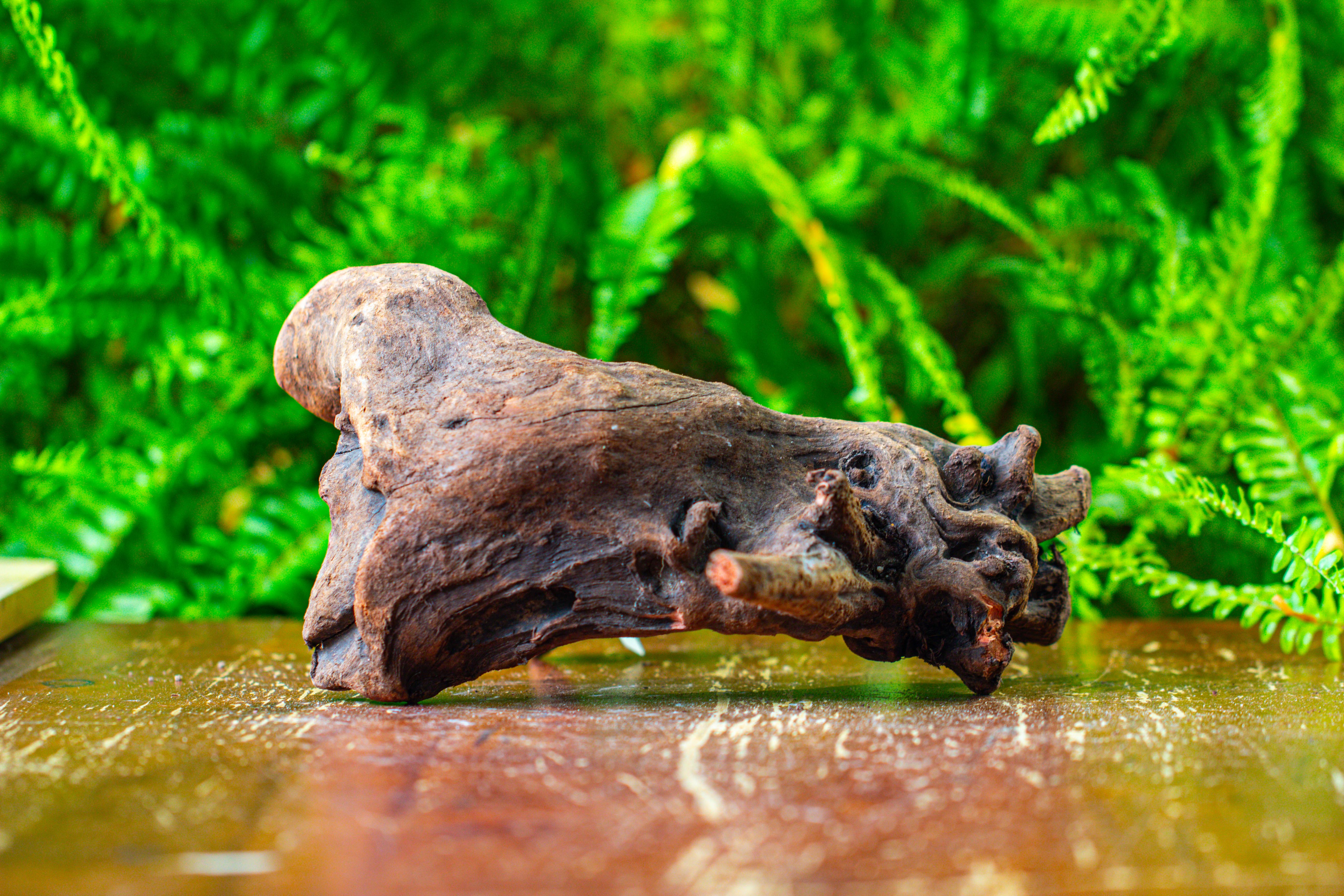 driftwood for moss terrarium, miniature, micro landscape,T8011 - NCYPgarden