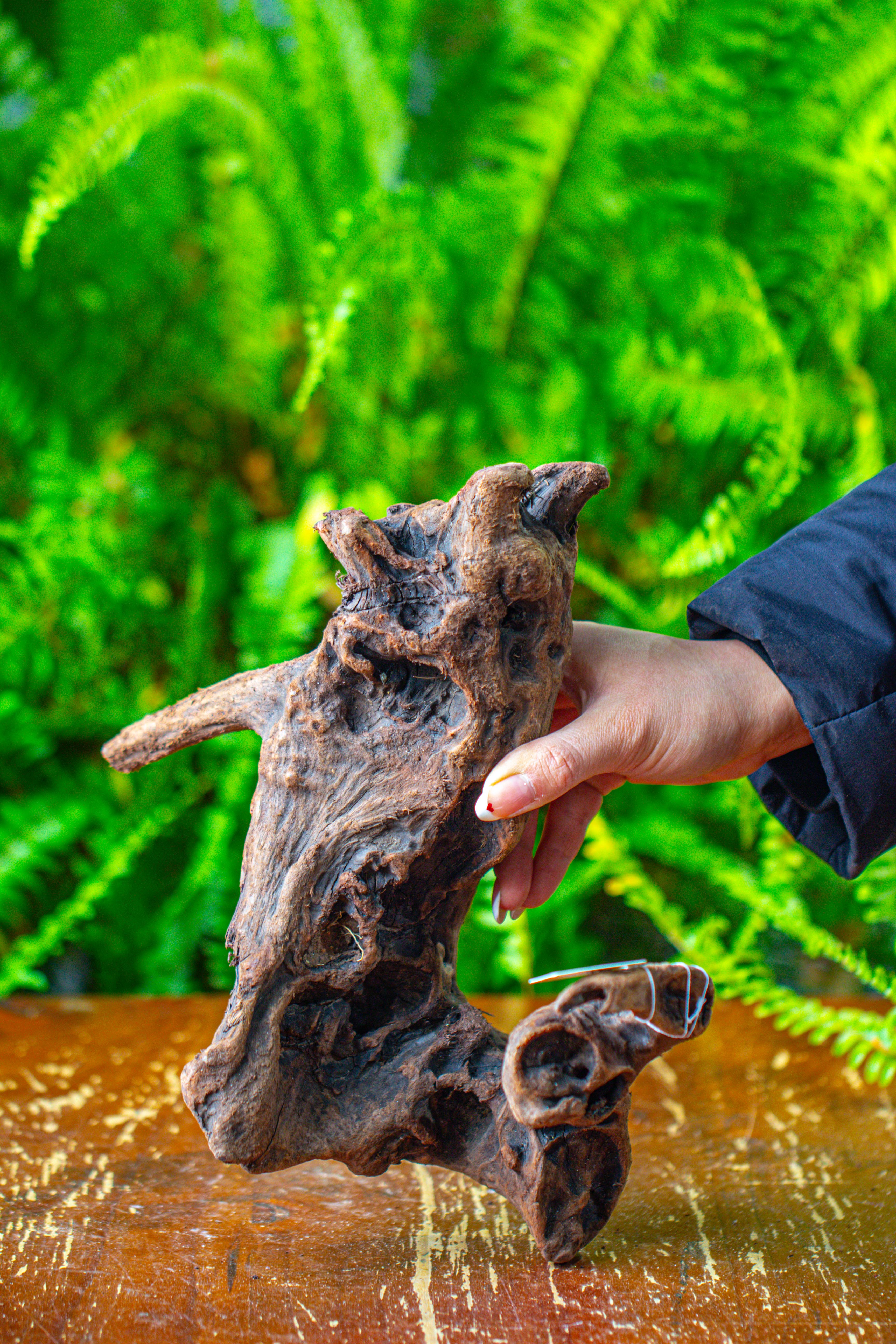 driftwood for moss terrarium, miniature, micro landscape,T8011 - NCYPgarden