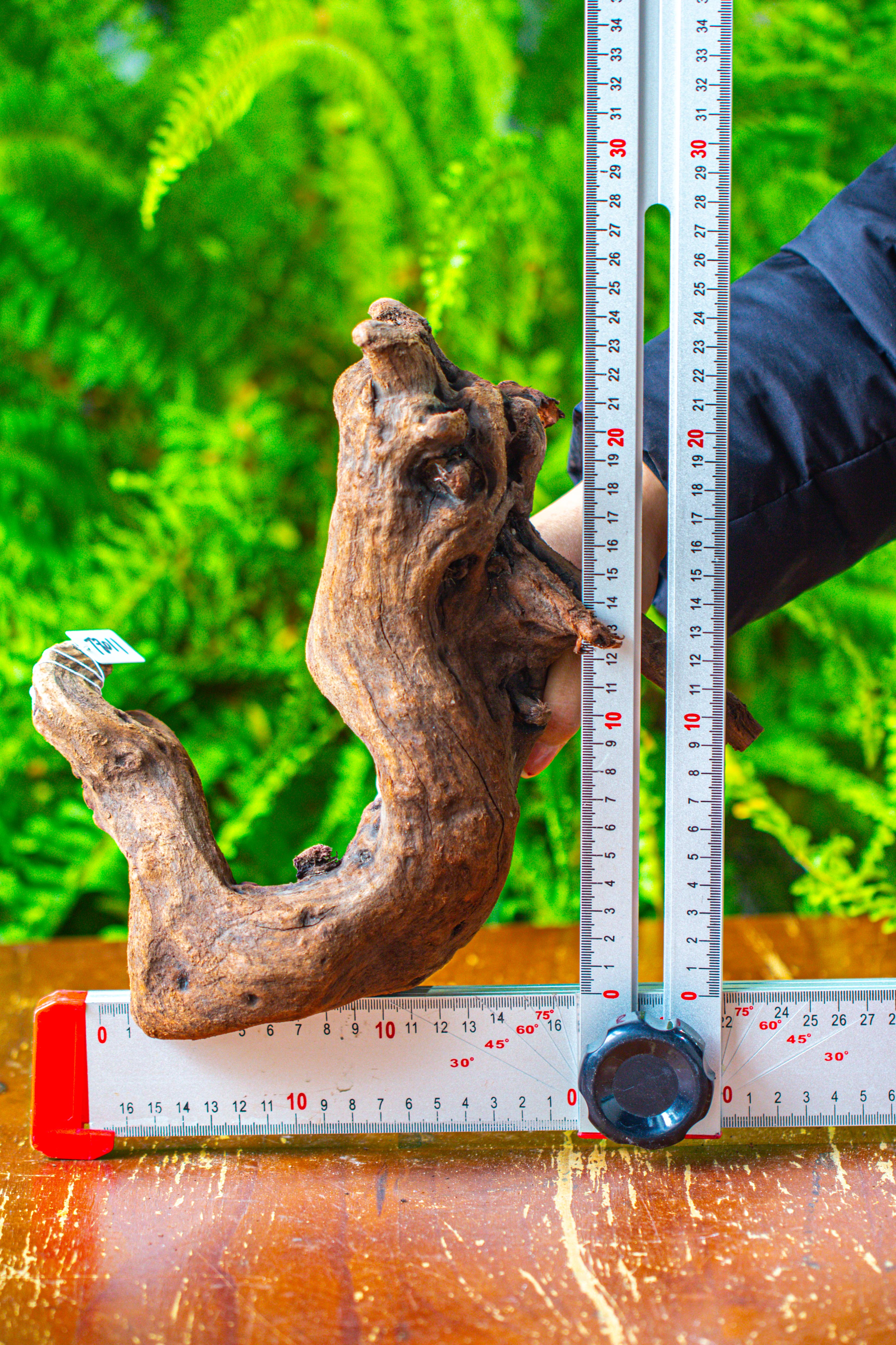 driftwood for moss terrarium, miniature, micro landscape,T8011 - NCYPgarden