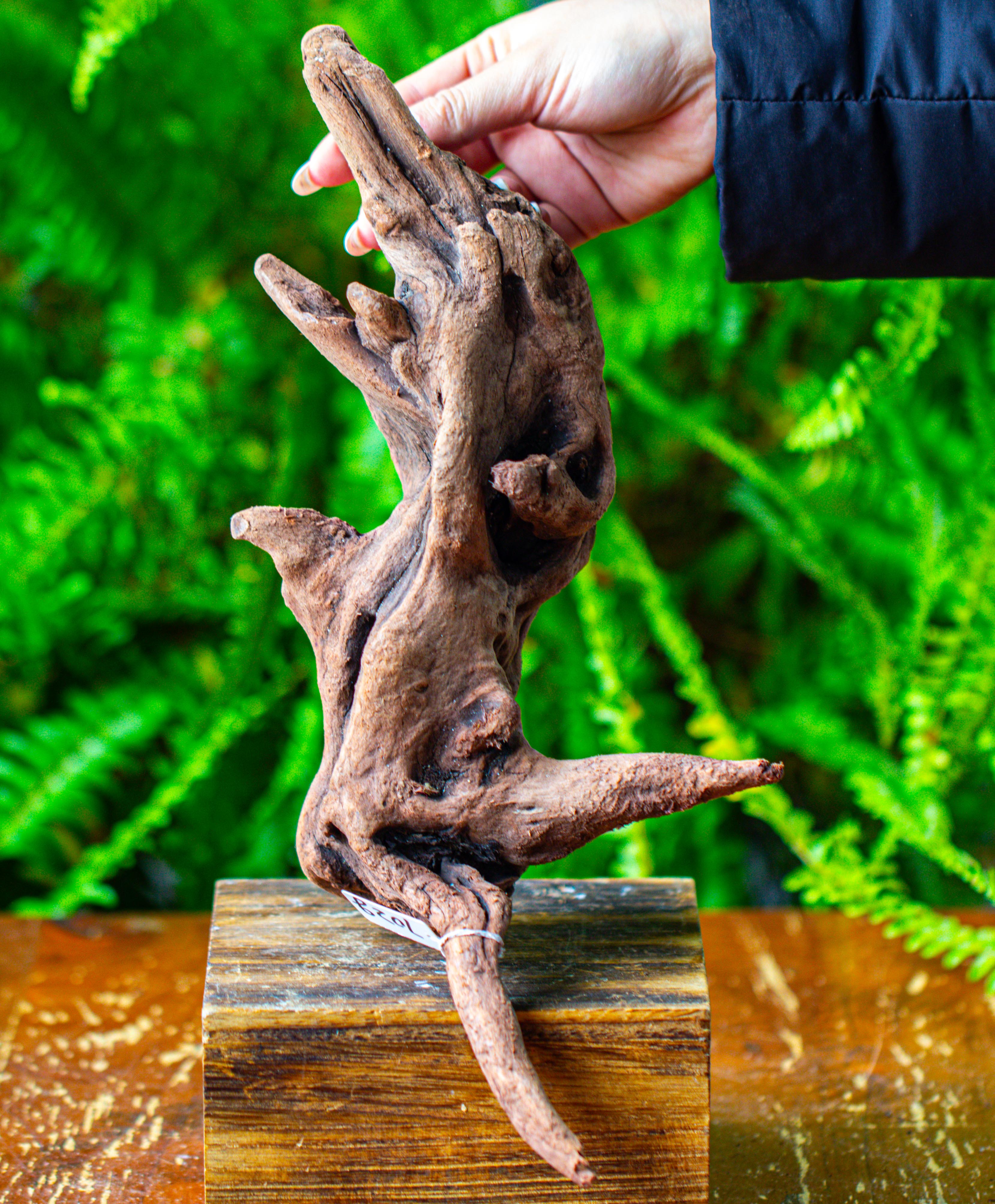 driftwood for moss terrarium, miniature, micro landscape,T8018 - NCYPgarden