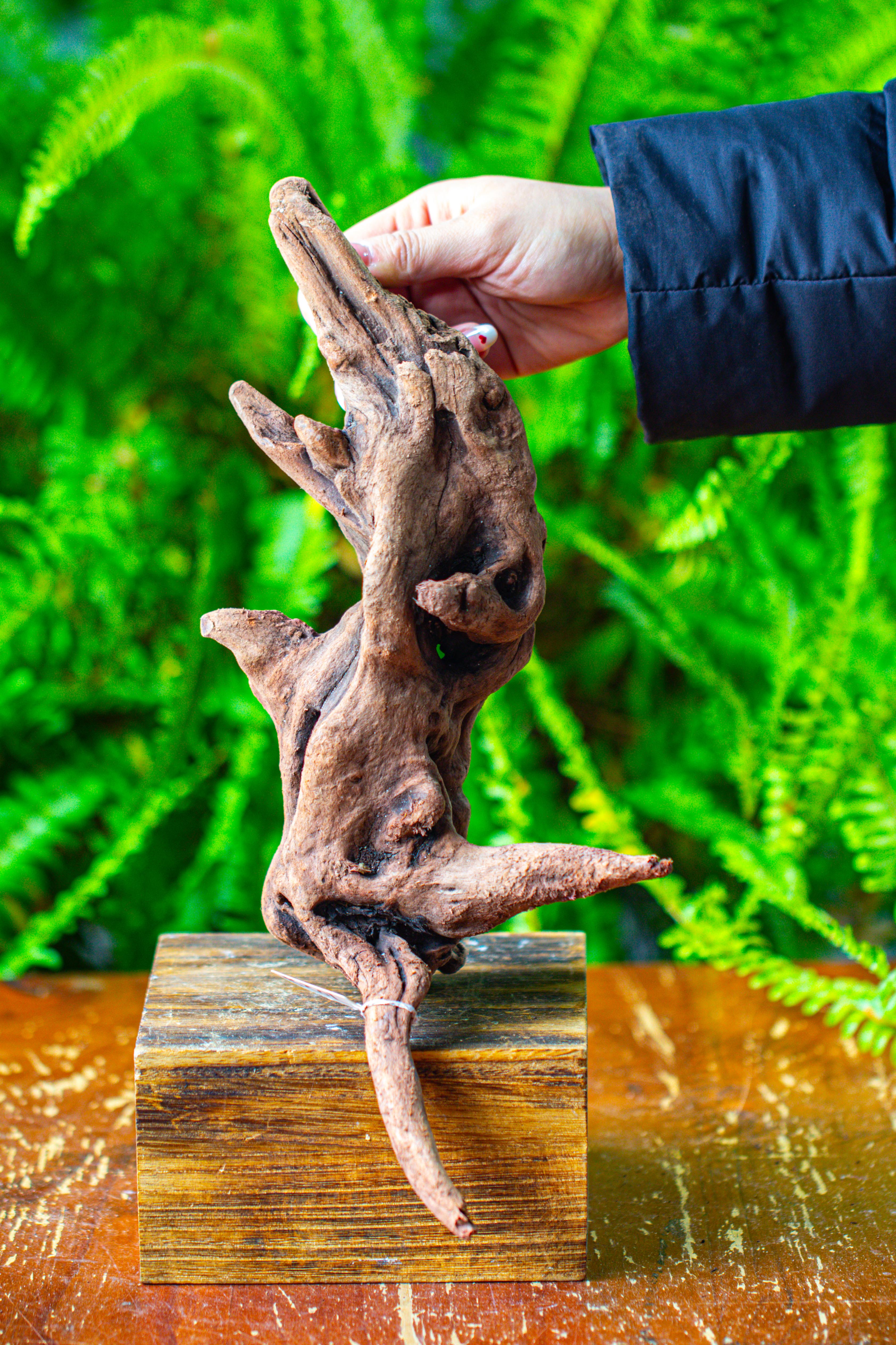 driftwood for moss terrarium, miniature, micro landscape,T8018 - NCYPgarden