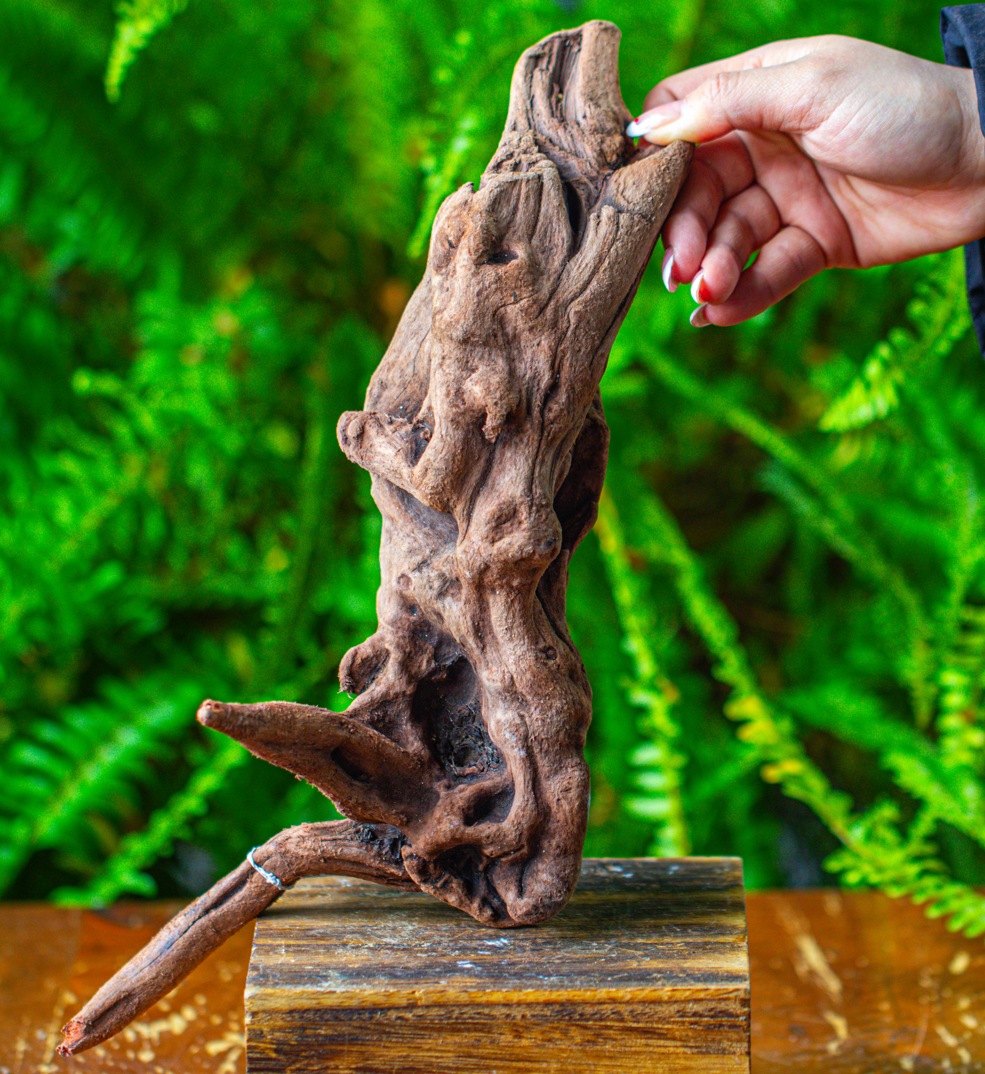 driftwood for moss terrarium, miniature, micro landscape,T8018 - NCYPgarden