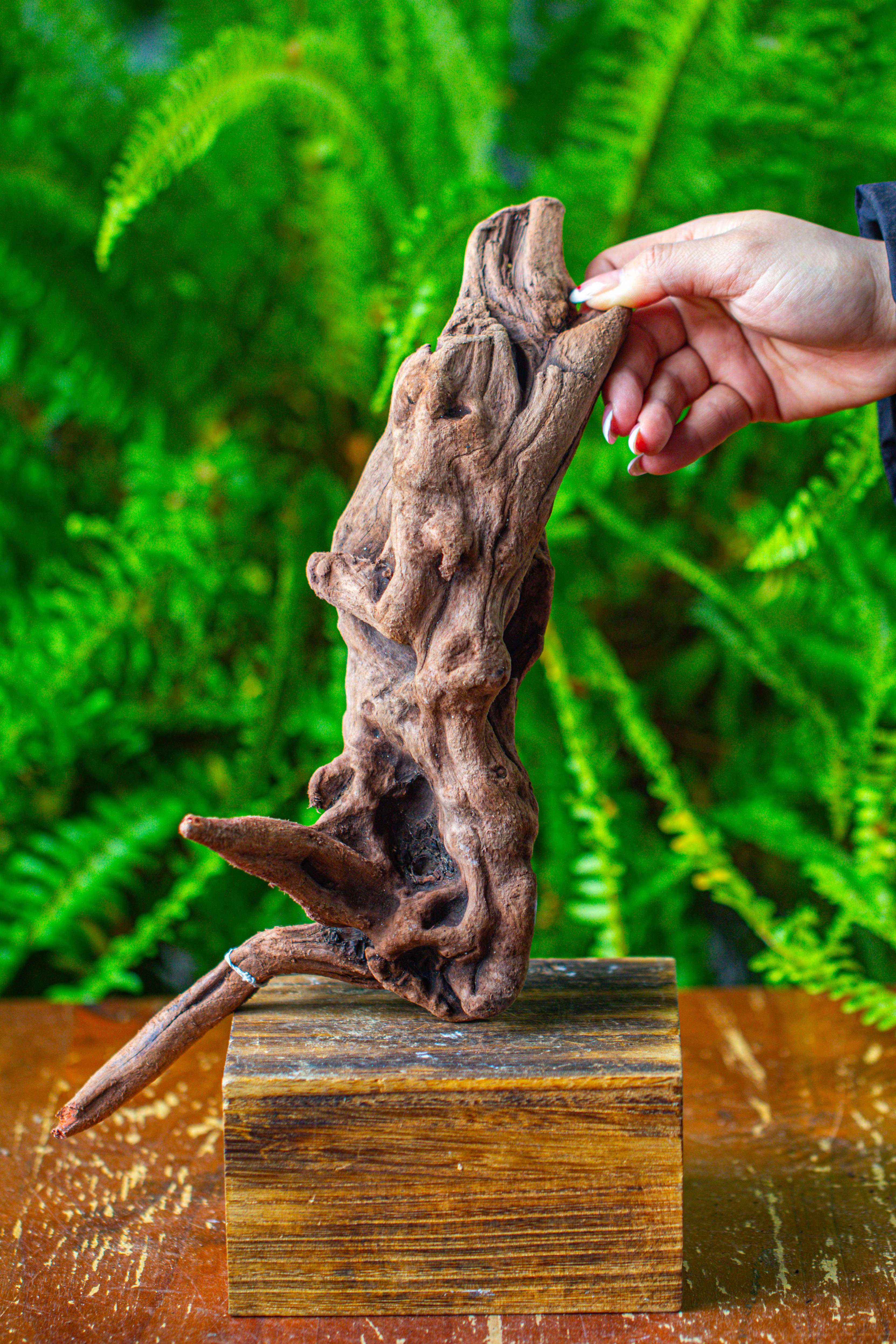 driftwood for moss terrarium, miniature, micro landscape,T8018 - NCYPgarden