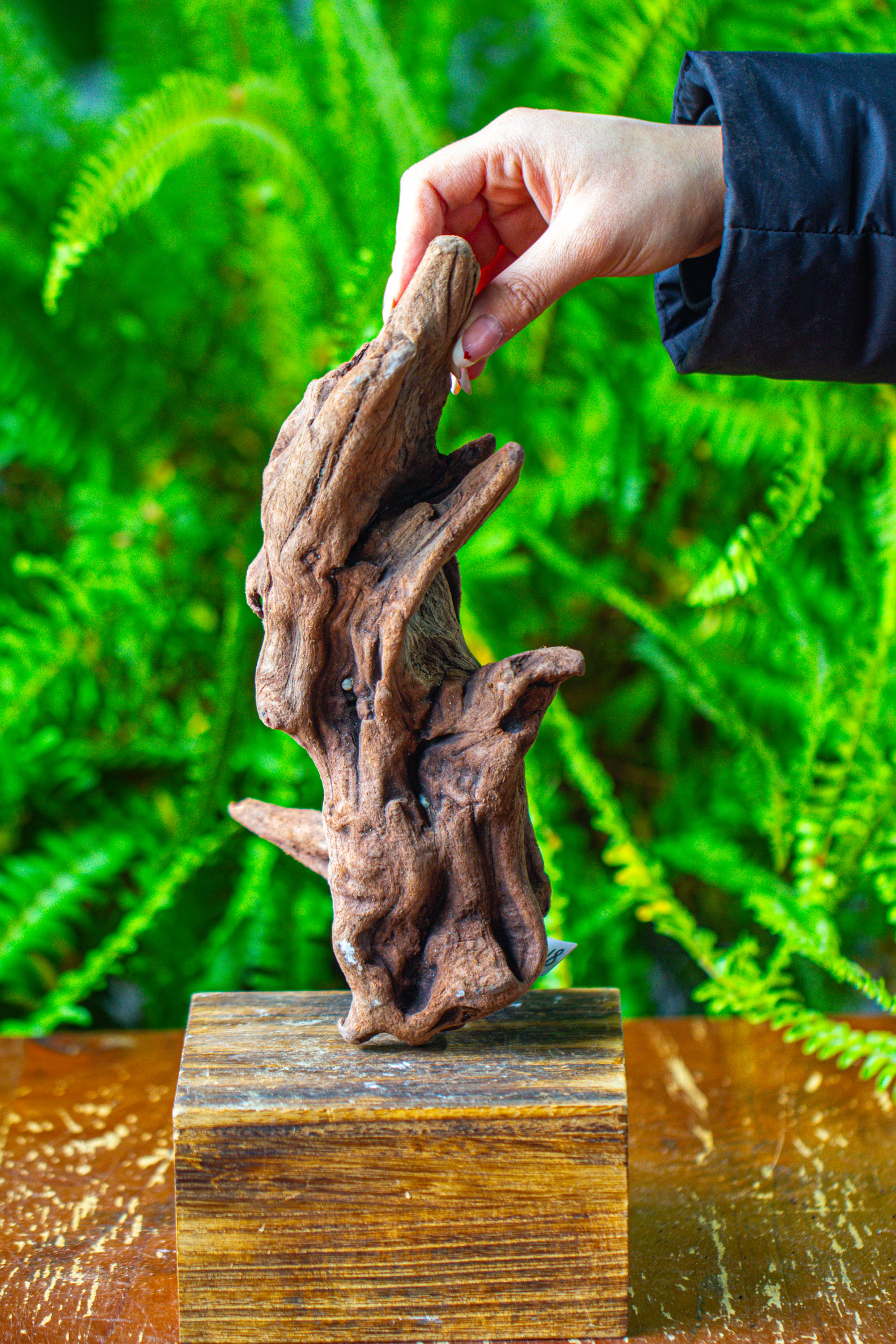 driftwood for moss terrarium, miniature, micro landscape,T8018 - NCYPgarden