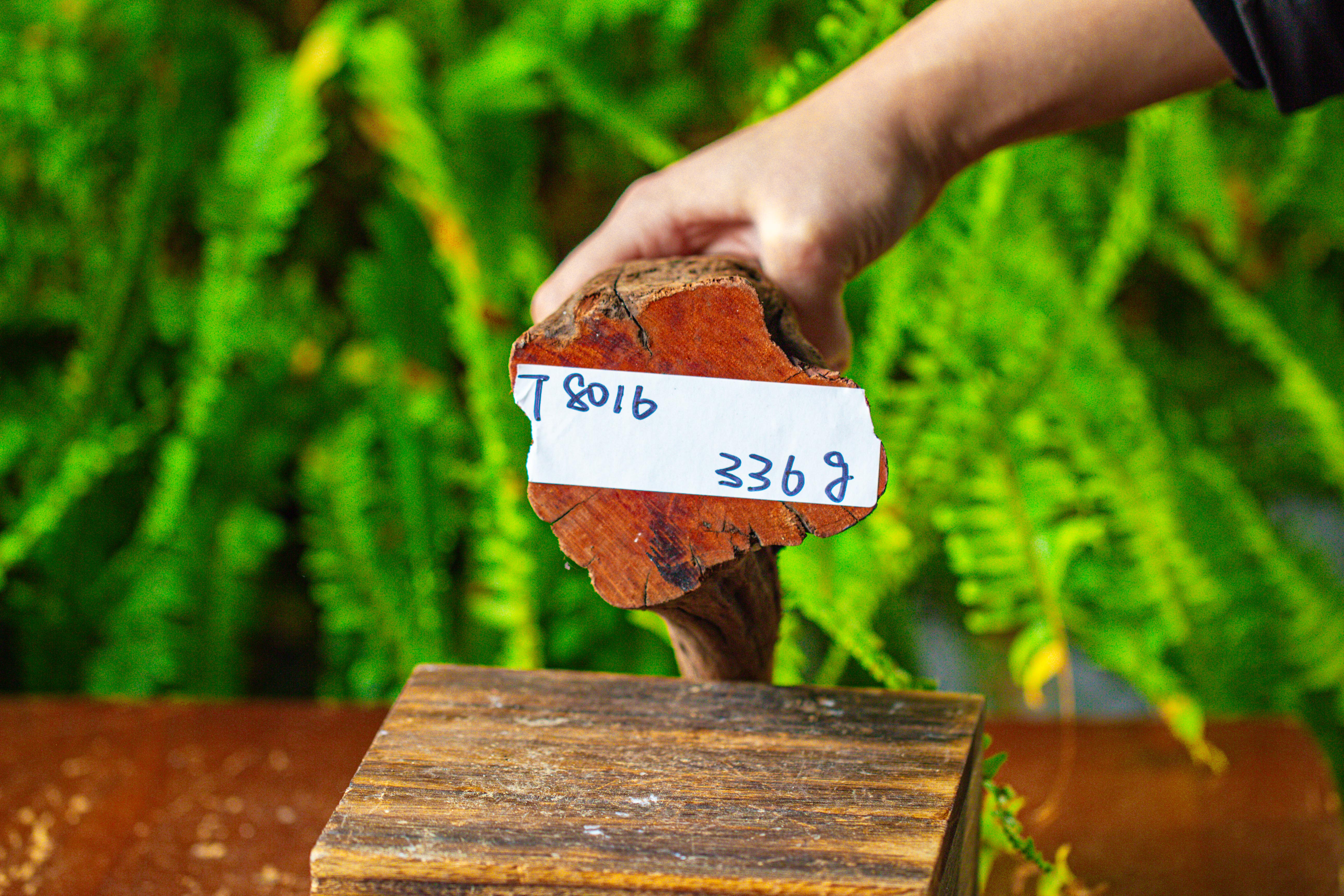 driftwood for moss terrarium, miniature, micro landscape,T8016 - NCYPgarden