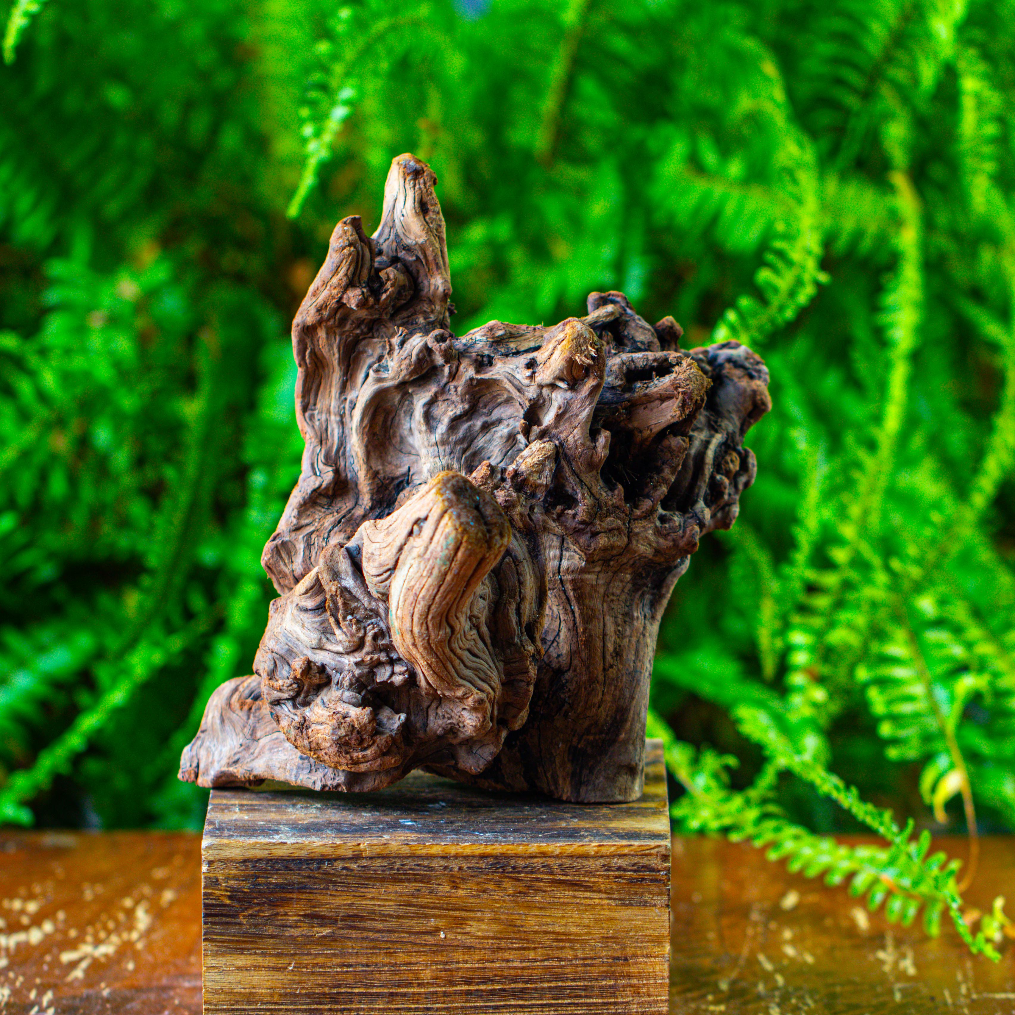 driftwood for moss terrarium, miniature, micro landscape,T8009 - NCYPgarden