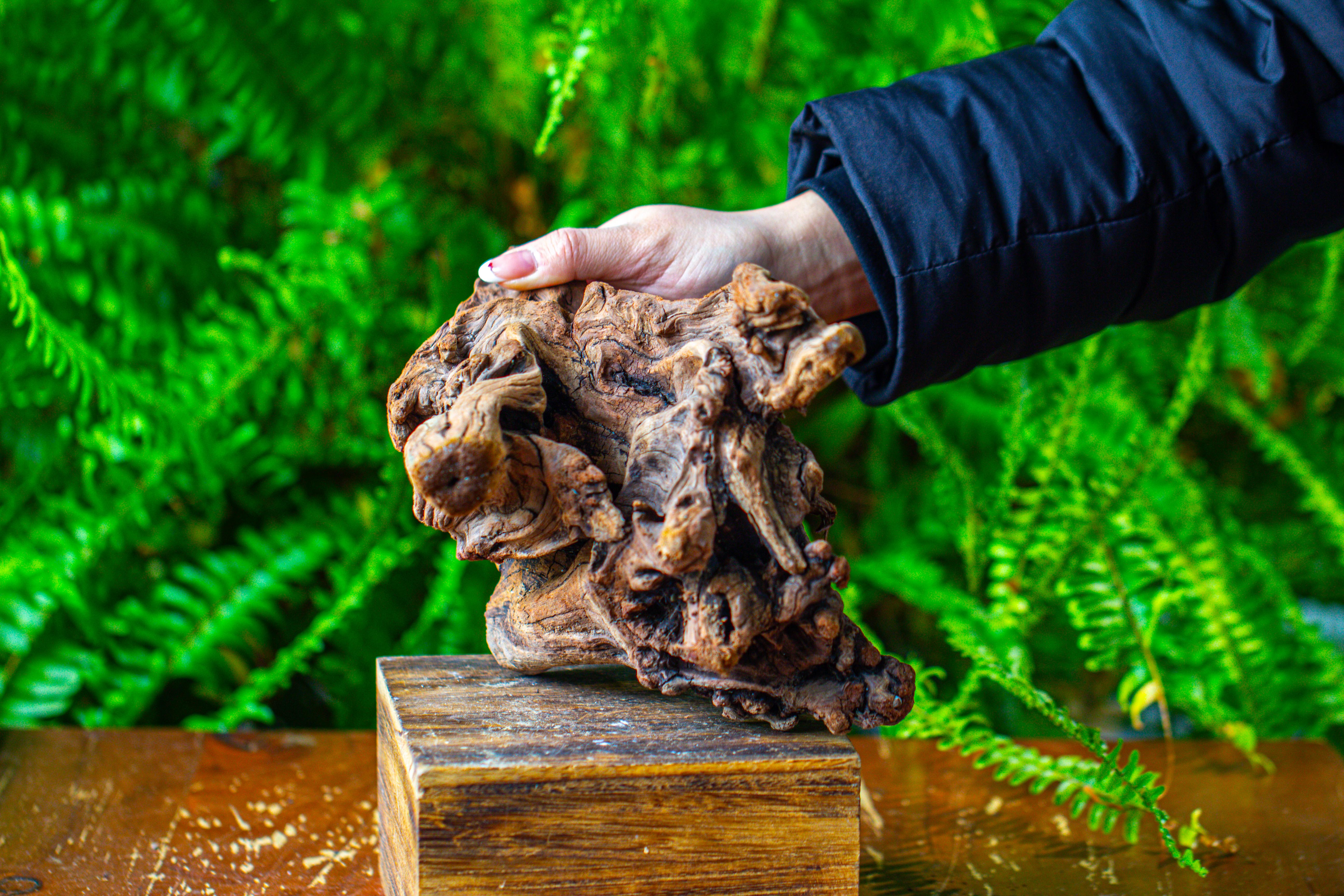 driftwood for moss terrarium, miniature, micro landscape,T8009 - NCYPgarden