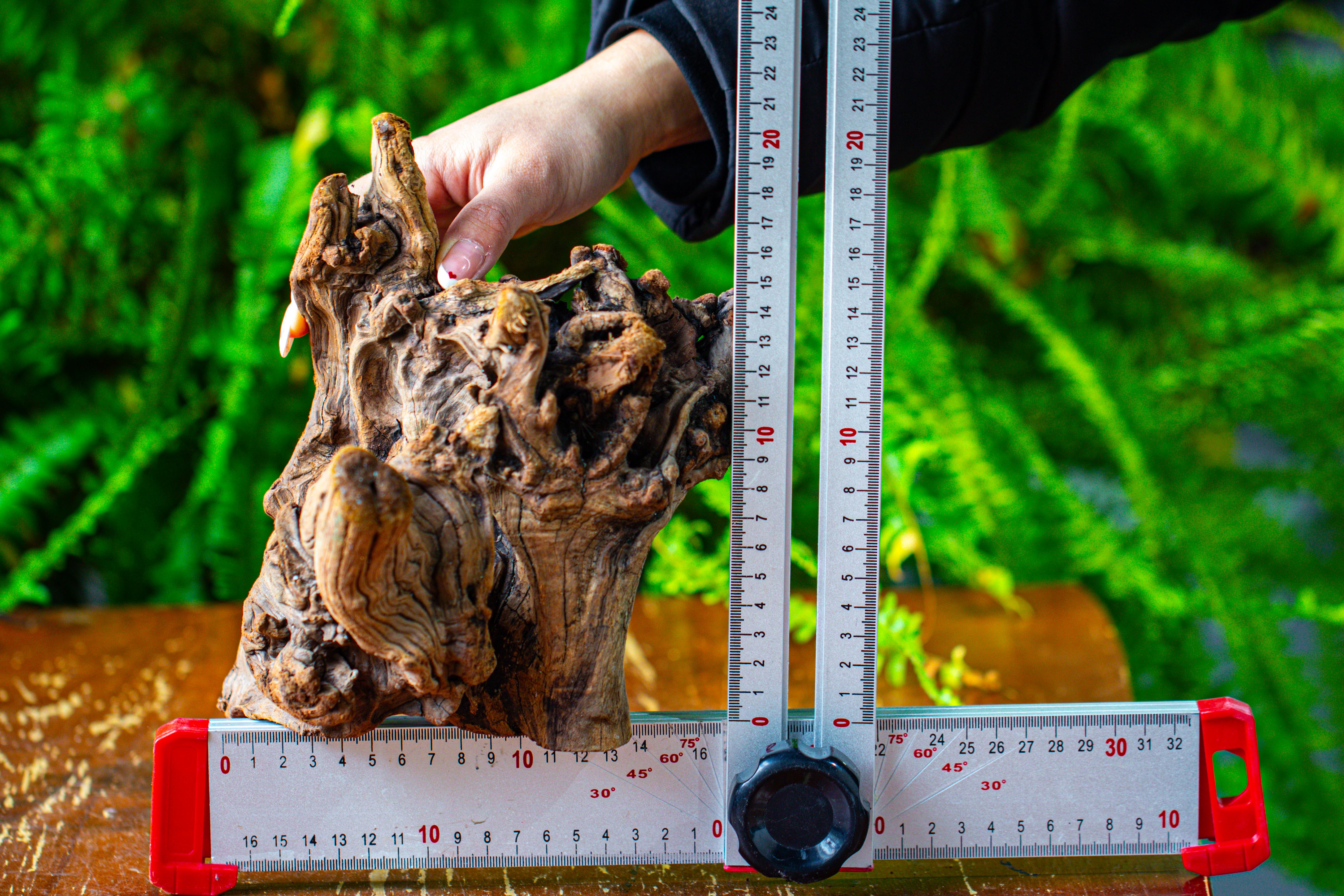 driftwood for moss terrarium, miniature, micro landscape,T8009 - NCYPgarden