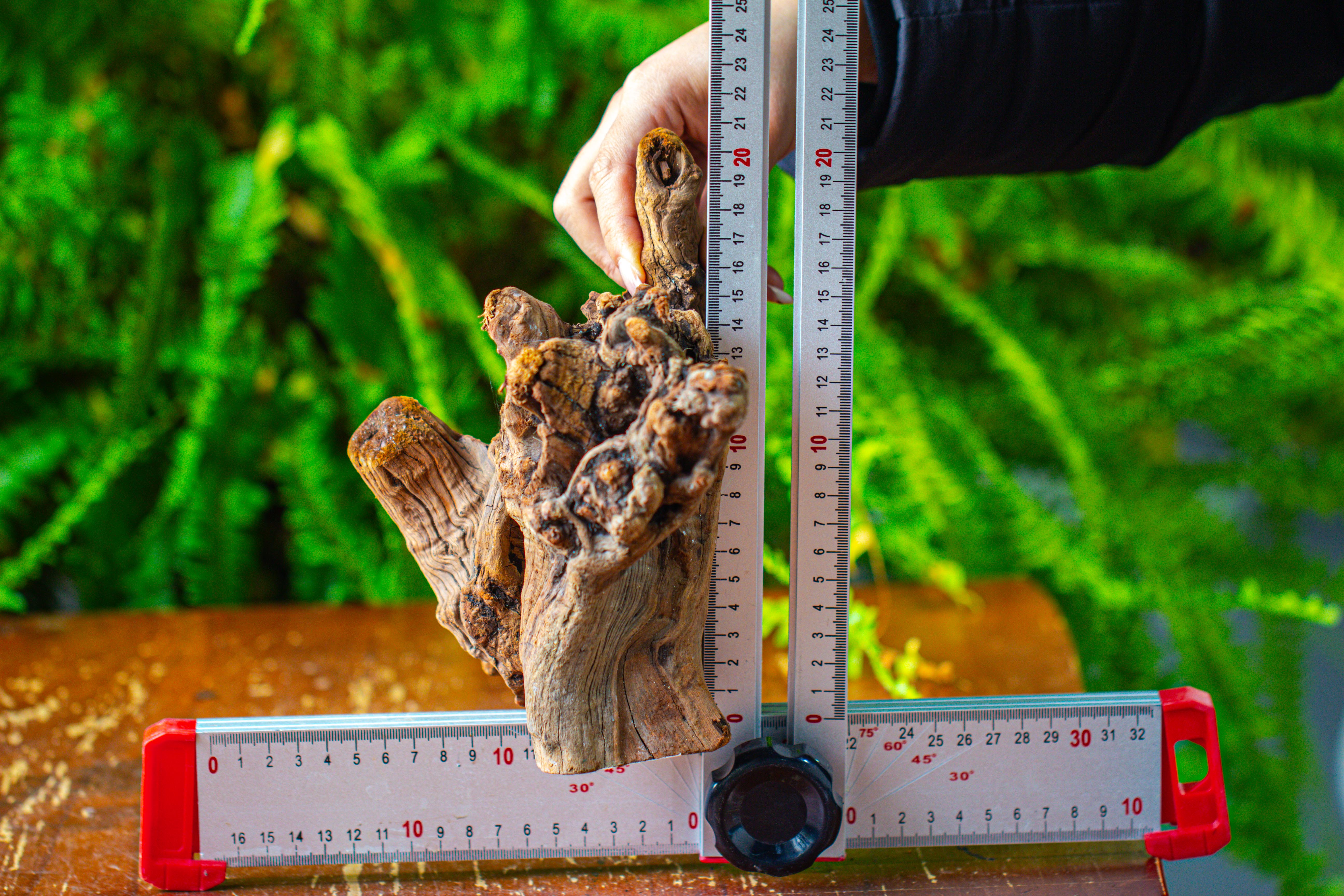 driftwood for moss terrarium, miniature, micro landscape,T8009 - NCYPgarden