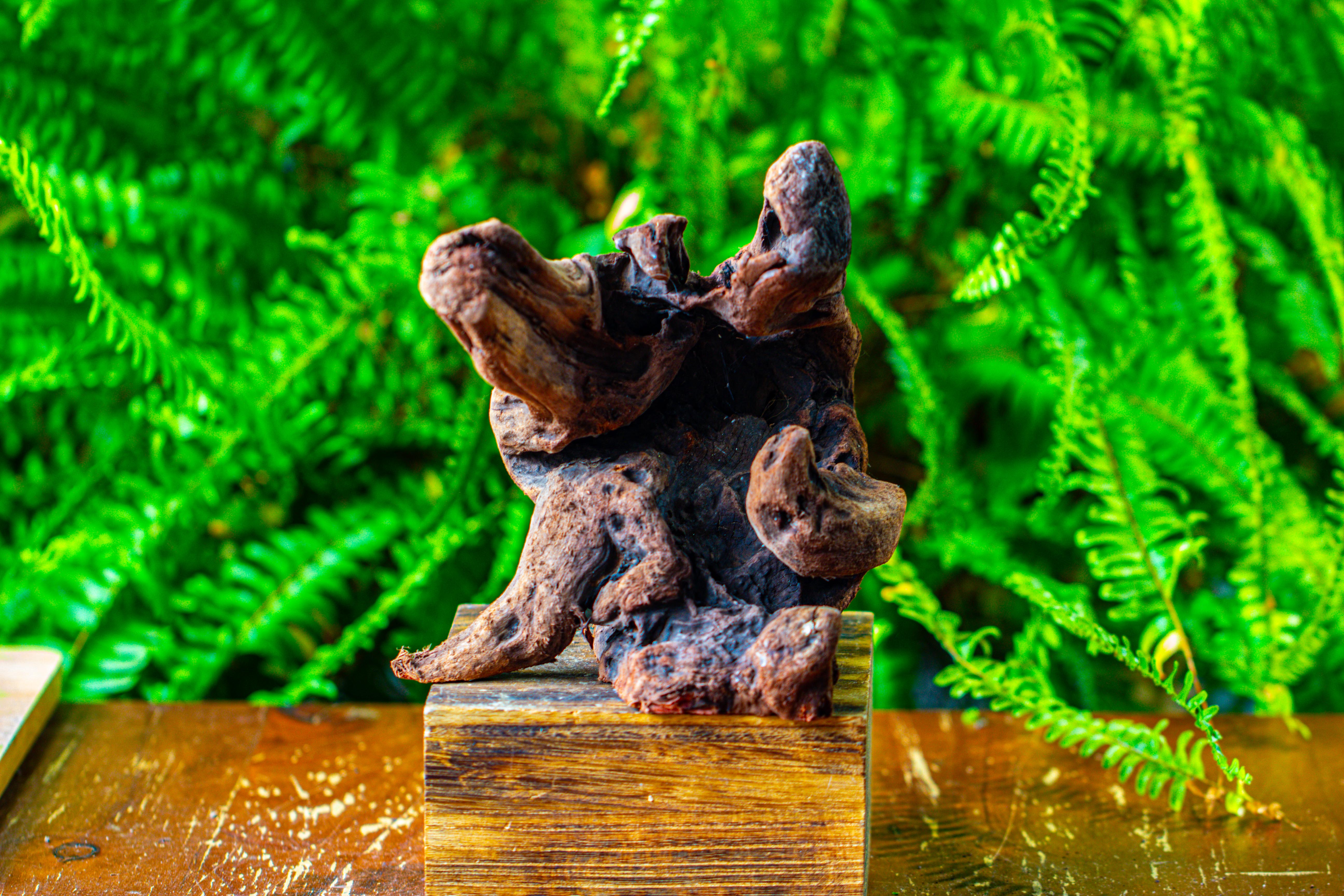 driftwood for moss terrarium, miniature, micro landscape,T8012 - NCYPgarden