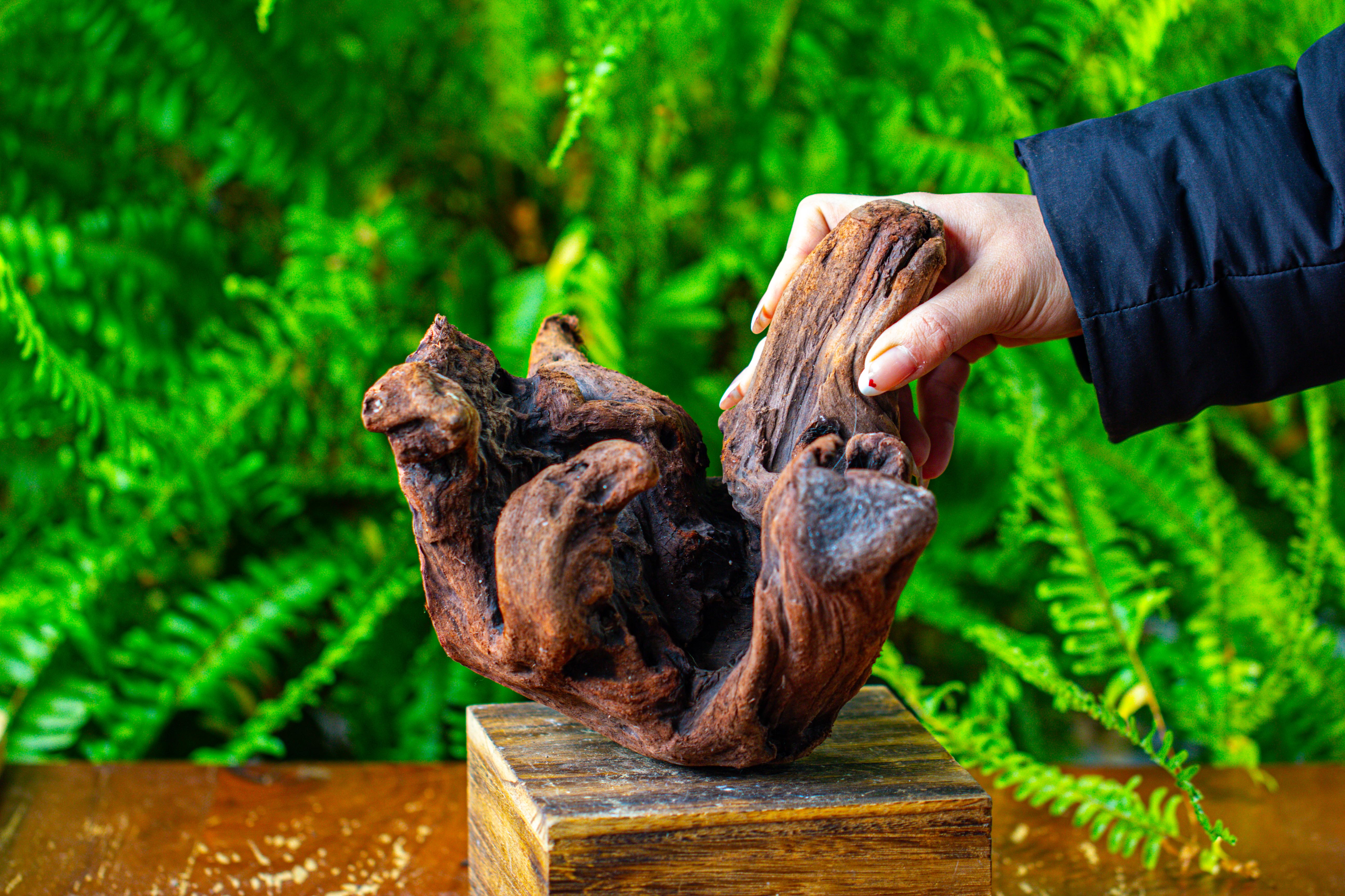 driftwood for moss terrarium, miniature, micro landscape,T8012 - NCYPgarden