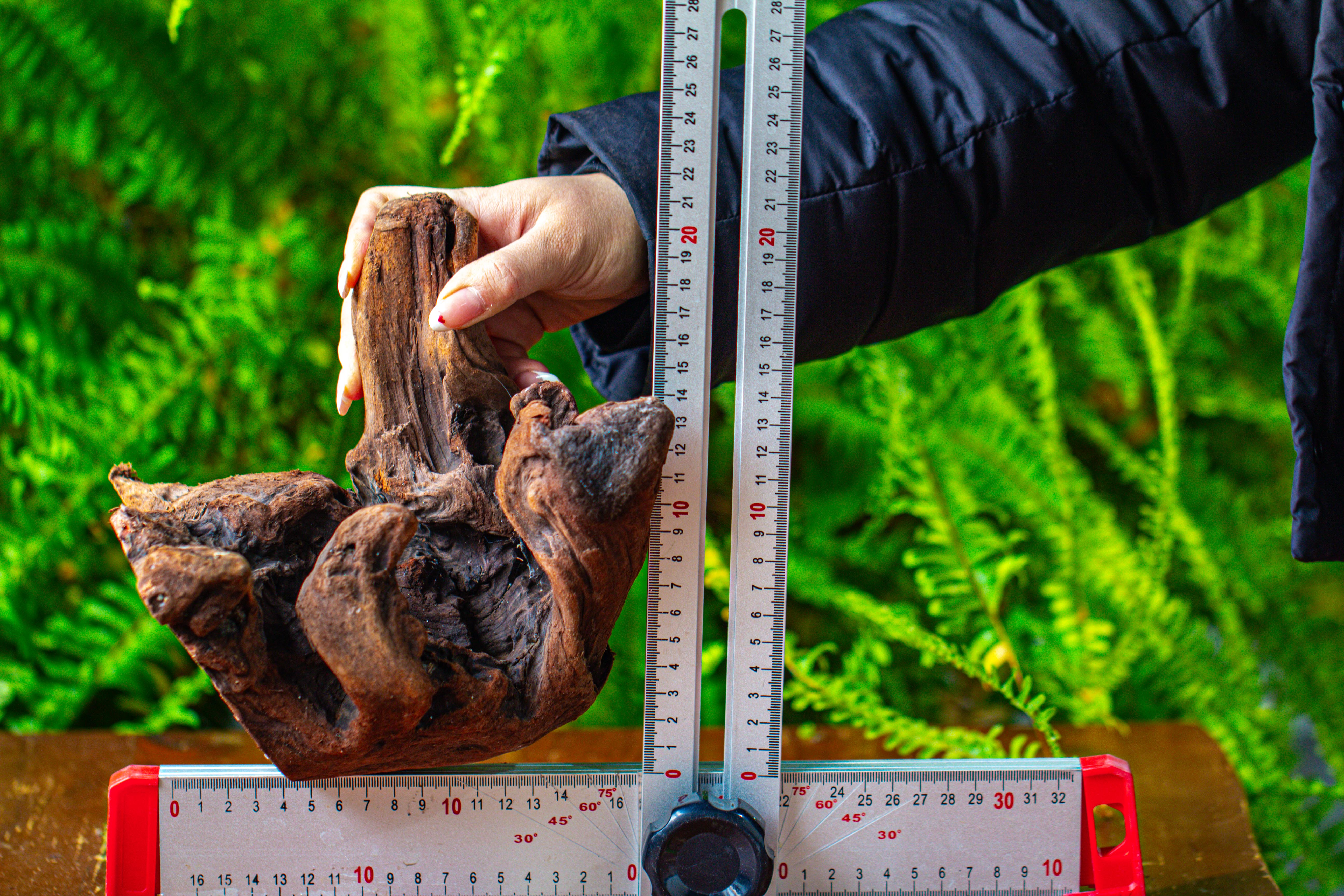 driftwood for moss terrarium, miniature, micro landscape,T8012 - NCYPgarden