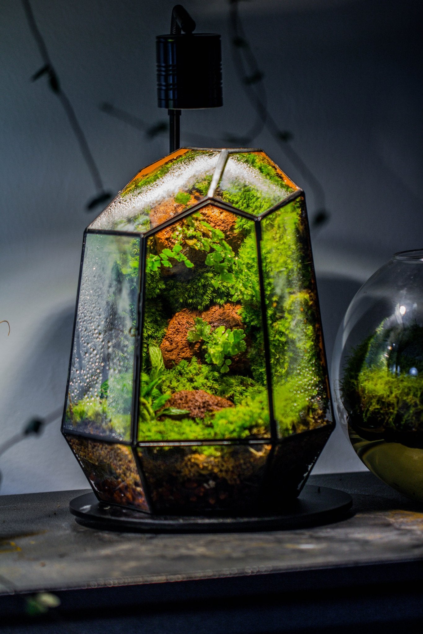 rainforest plants for terrarium Rainforest terrarium Building DIY Set – NCYPgarden