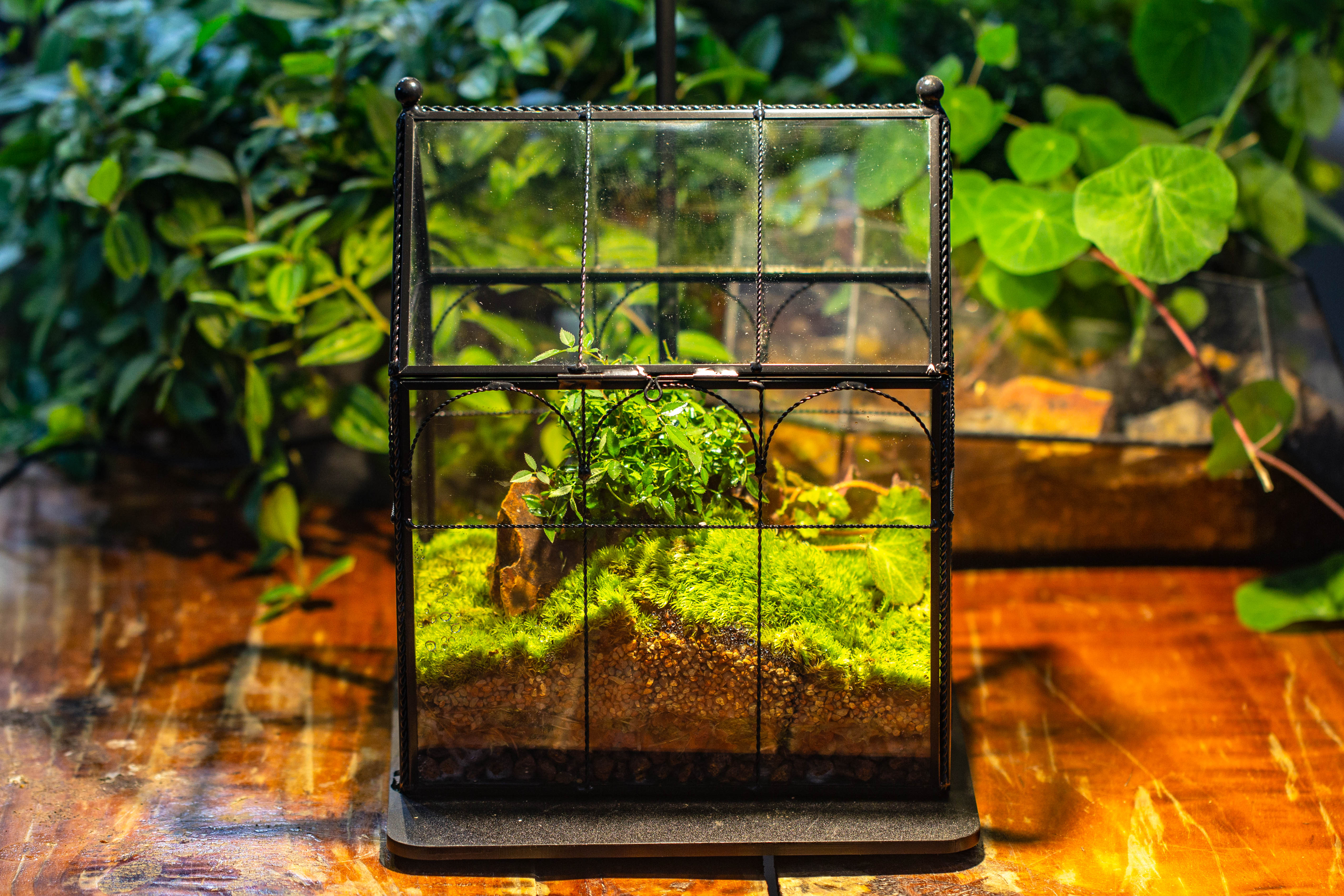 NCYP Tall Glass Geometric Terrarium Brass Twisted Brass Wire Decorated Black Vintage House Shape for Insect Snail Moss Succulents Cacti Air Plant - NCYPgarden