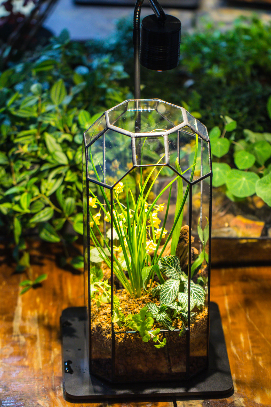 Vintage Tall Octagon Geometric Tin Glass Terrarium , 12.6" , open, suitable for tall plants, orchid, small begonia Pitcher, Micro landscape   -with warm light set - NCYPgarden